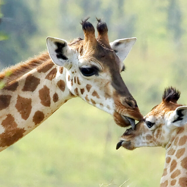https://wildroutetours.com/wp-content/uploads/2023/05/Giraffe-Murchison-Falls-Safari-640x640.jpg
