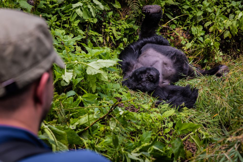 Gorilla Tracking in Mgahinga