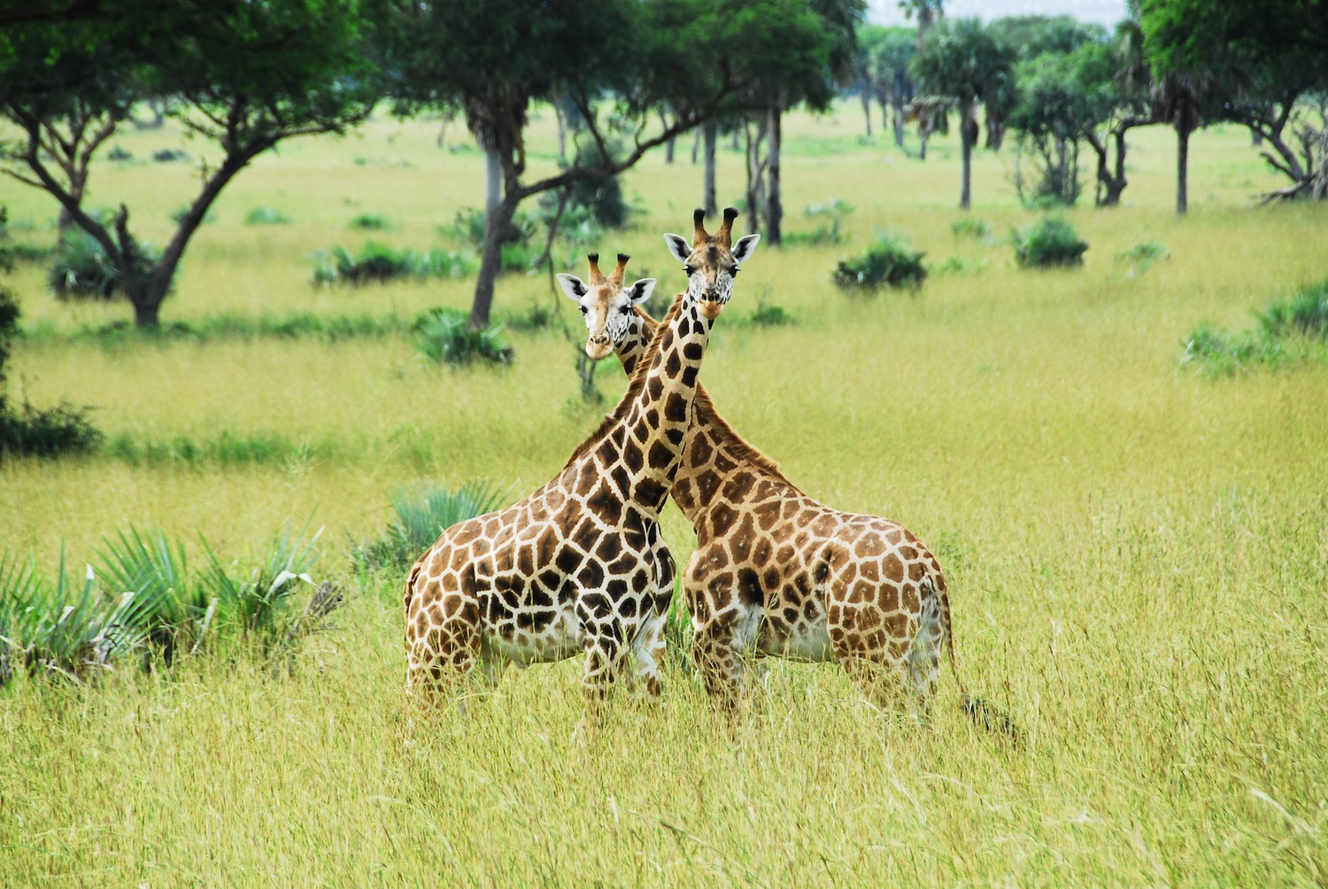 Murchison Giraffe