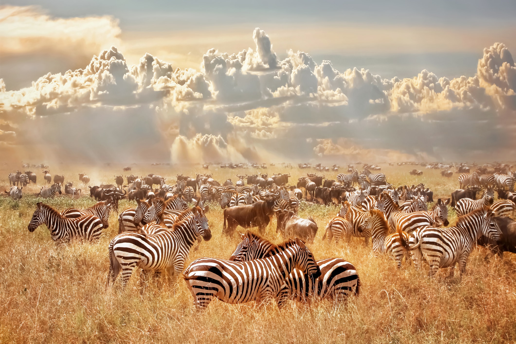 African wild zebras and wildebeest in the African savanna against a background of cumulus thunderclouds and the setting sun. Wild nature of Tanzania. Artistic natural image.
