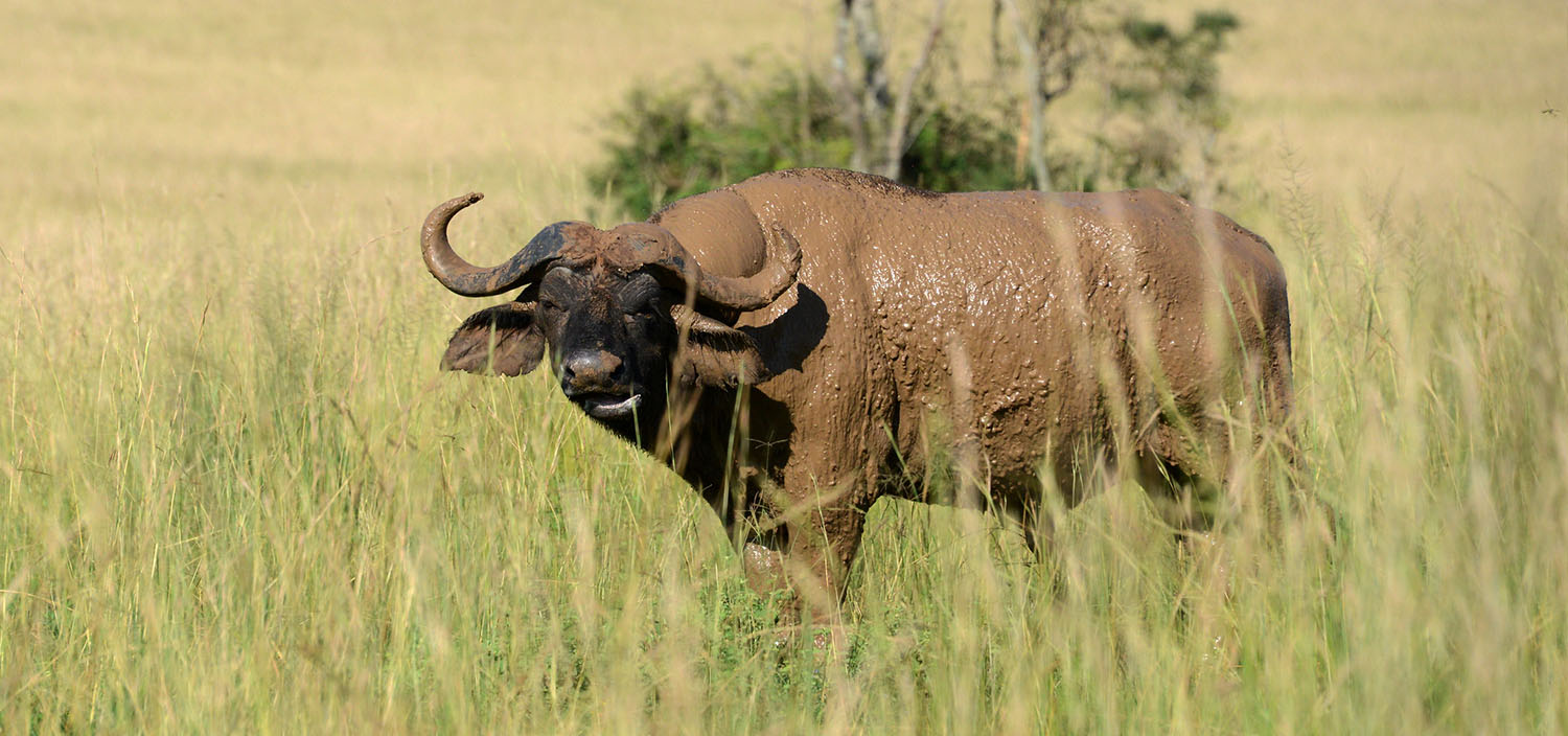 buffaloe-2-d
