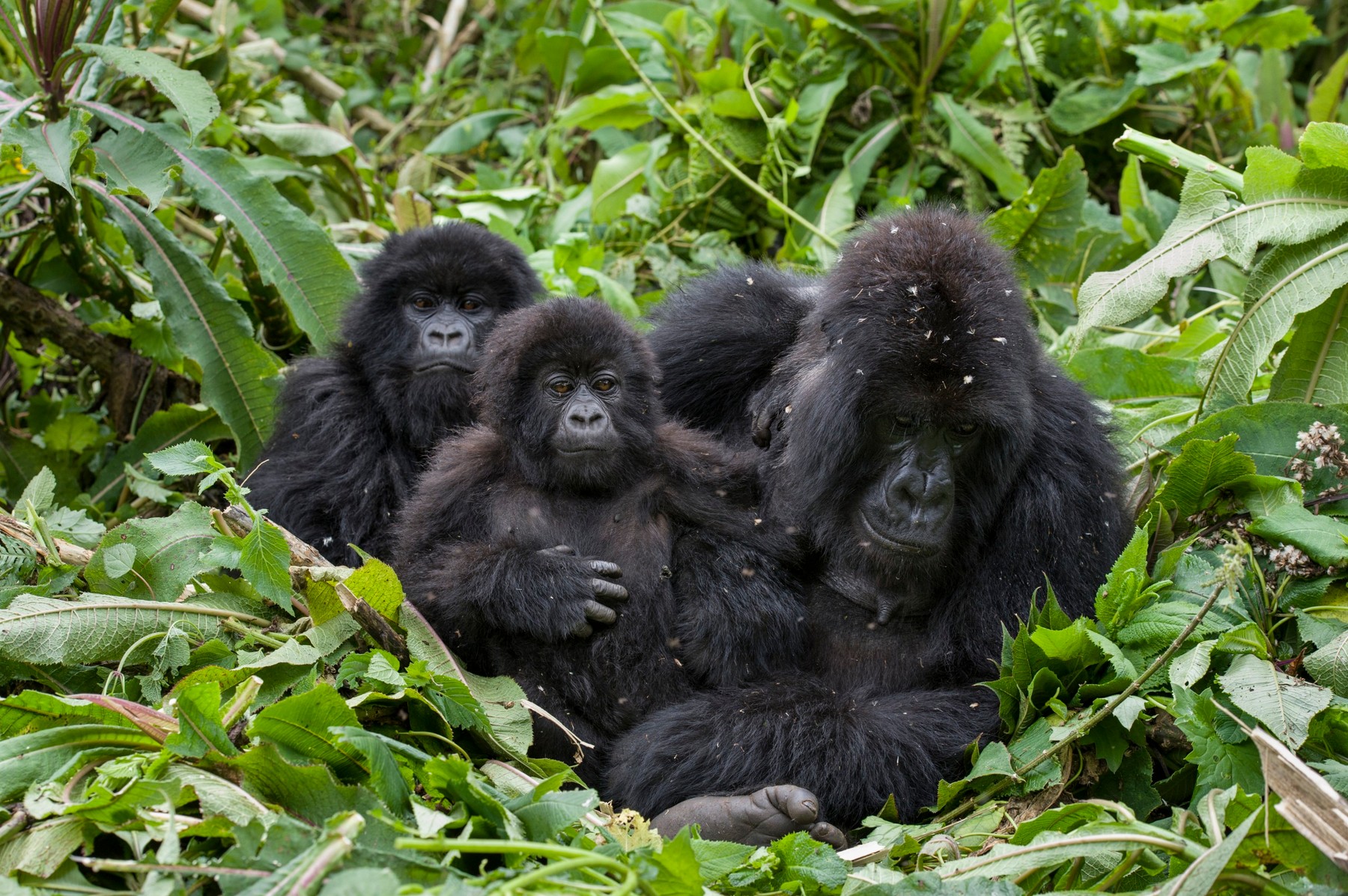 A family of four mountain gorillas, including a mother and her young offspring, sitting in a nest made of branches and leaves in a lush forest setting. The mother gorilla is holding her baby close to her chest, while the two other gorillas sit nearby. The forest is green and dense, with a canopy of leaves and vines hanging from above.