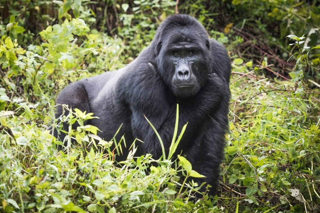 A mountain gorilla family group in Bwindi Impenetrable National Park