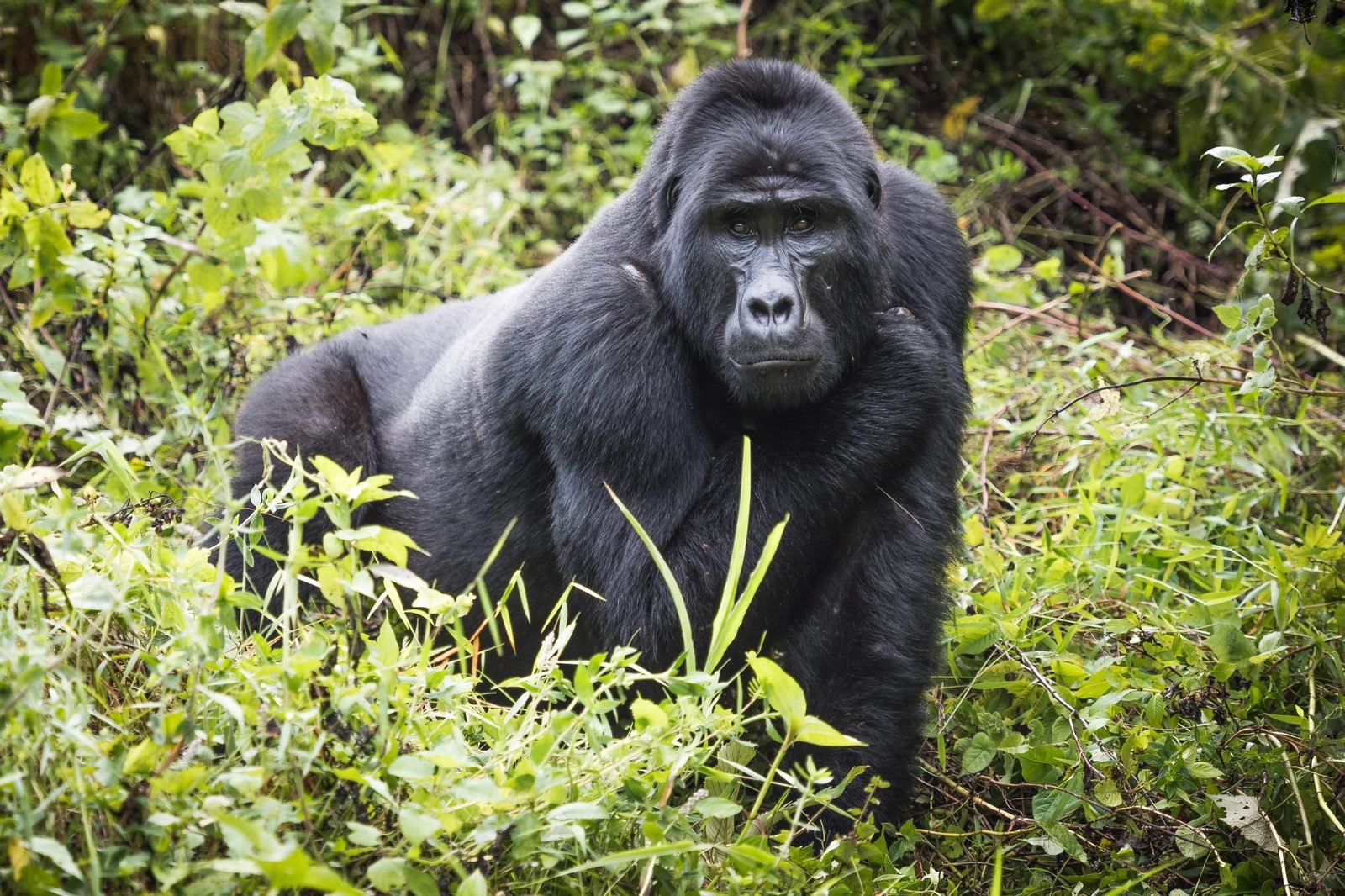 A mountain gorilla family group in Bwindi Impenetrable National Park