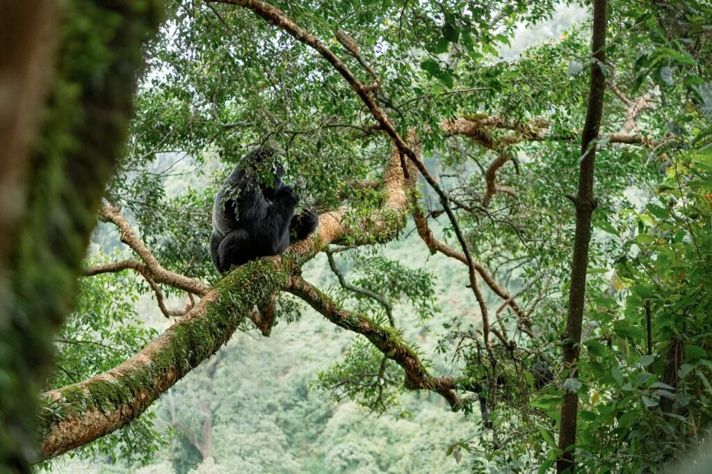 A mountain gorilla resting in a tree in Bwindi Impenetrable Forest