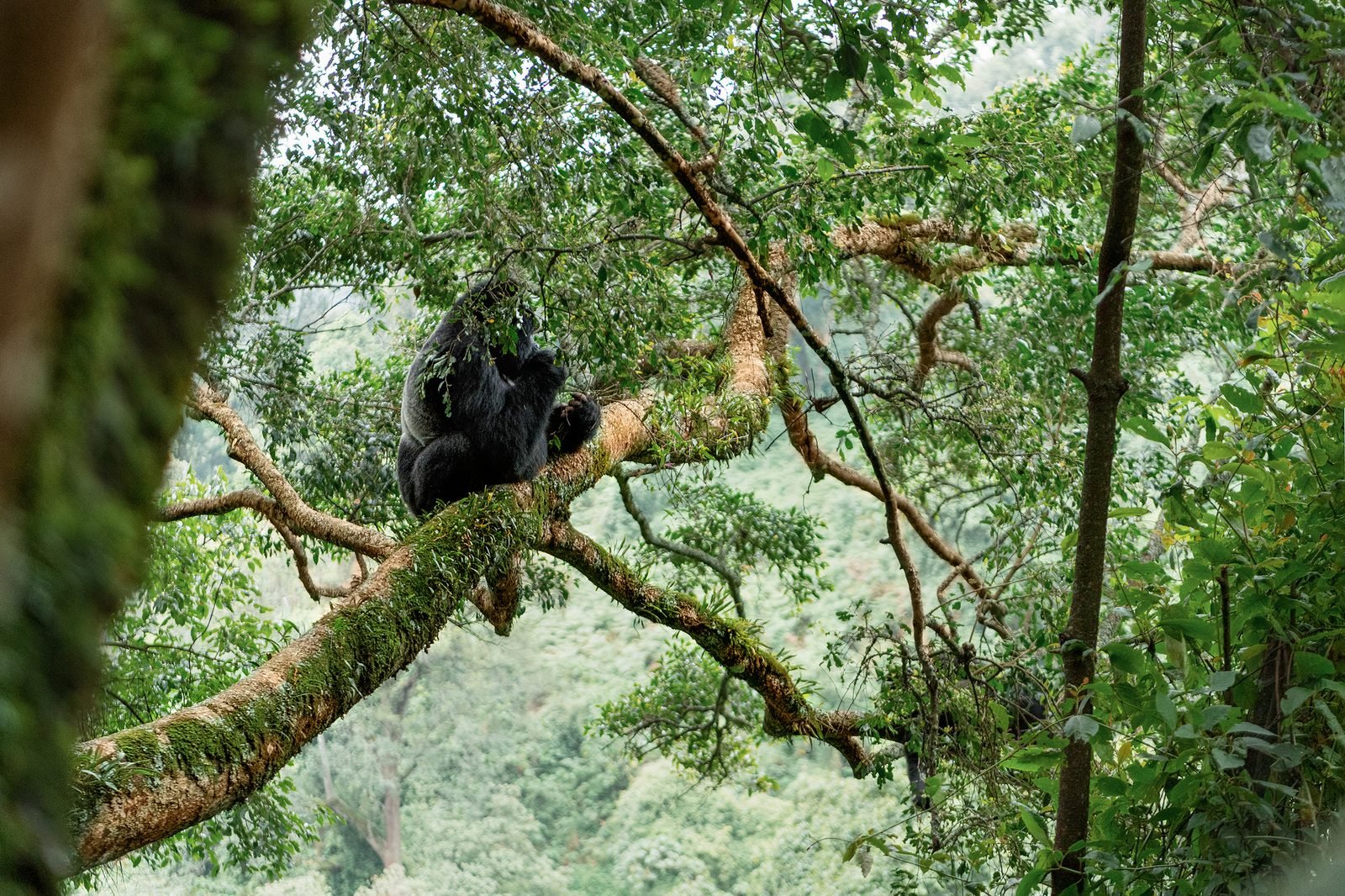 A mountain gorilla resting in a tree in Bwindi Impenetrable Forest