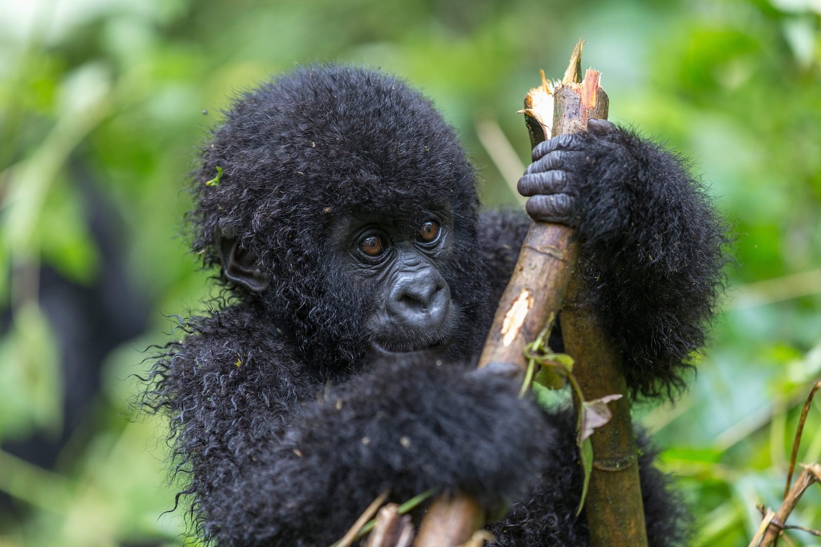 A juvenile mountain gorilla in the forest at Bwindi, Uganda