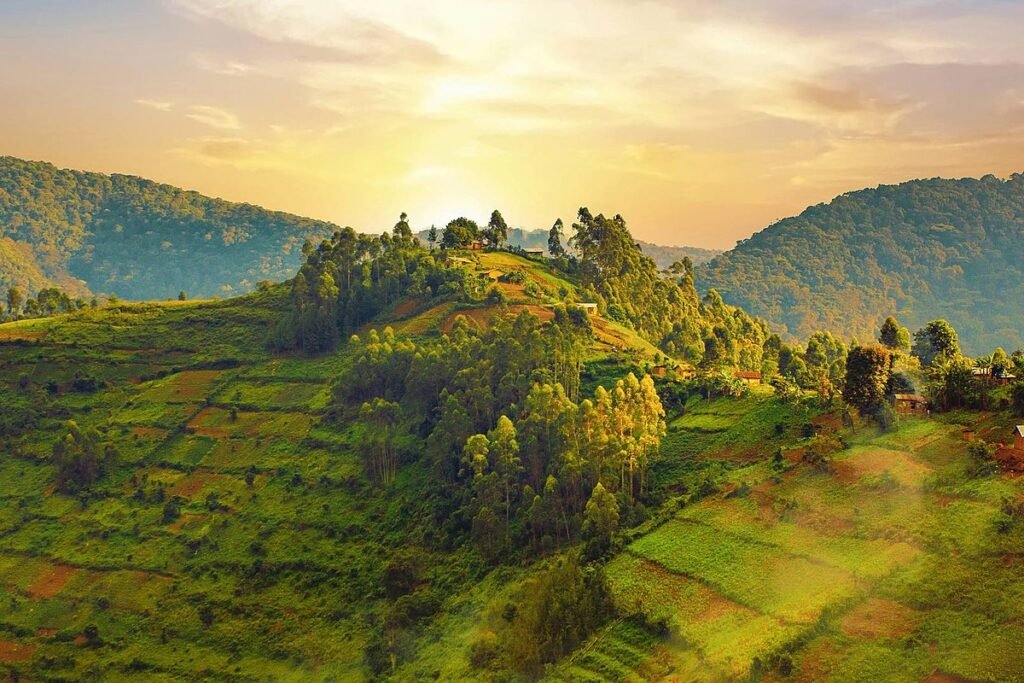 Terraced hillsides and eucalyptus ridges in the Kigezi highlands on the road to Bwindi