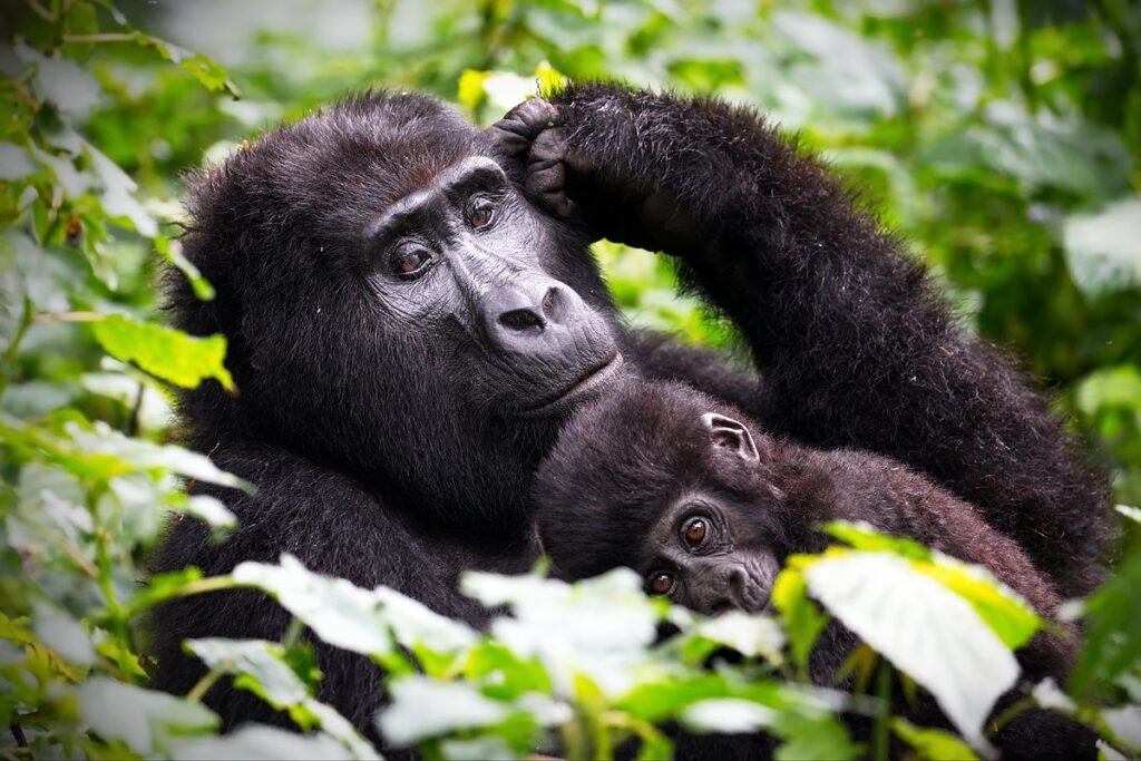 A female mountain gorilla and her infant resting in the undergrowth at Bwindi