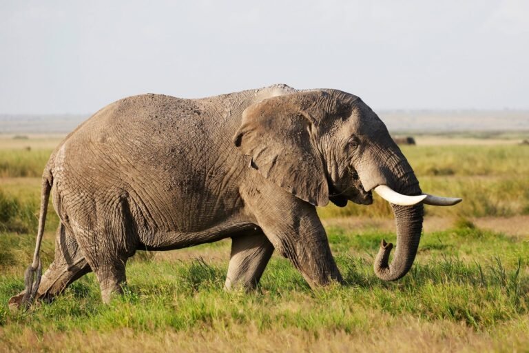 A bull elephant walking through bright grass in Amboseli, Kenya