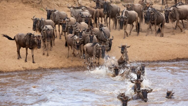 Wildebeest crossing the Mara River, Kenya