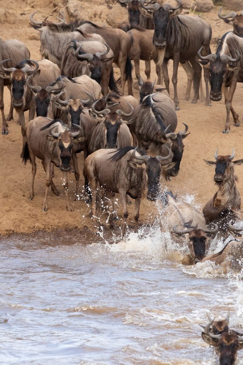 Wildebeest crossing the Mara River during the migration, Maasai Mara, Kenya