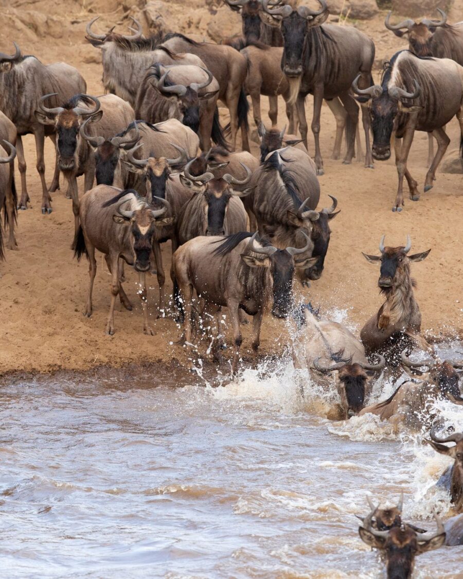 Wildebeest pouring down a sandy bank into a river