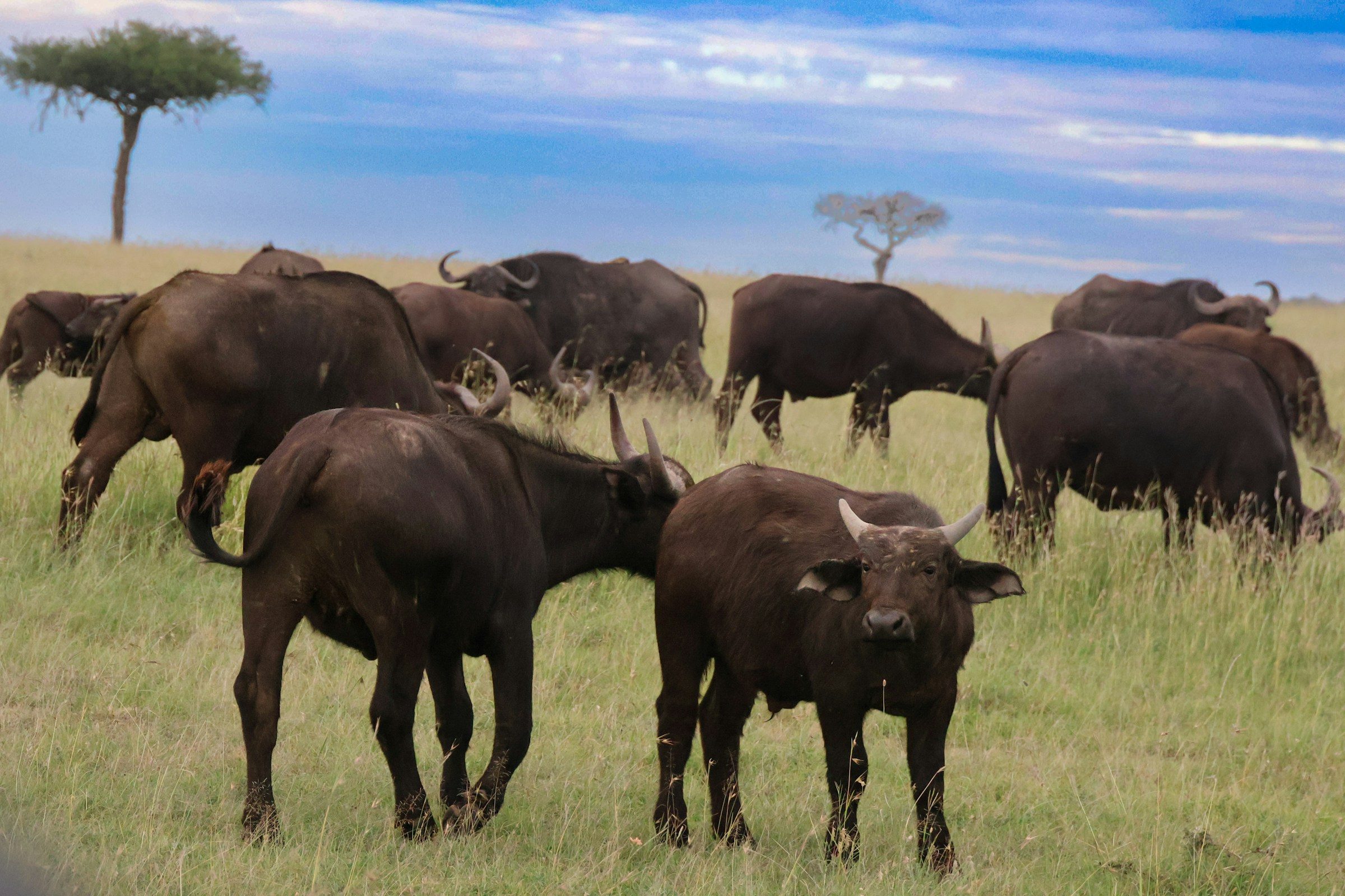 Cape buffalo grazing in Naboisho Conservancy beside the Maasai Mara, Kenya