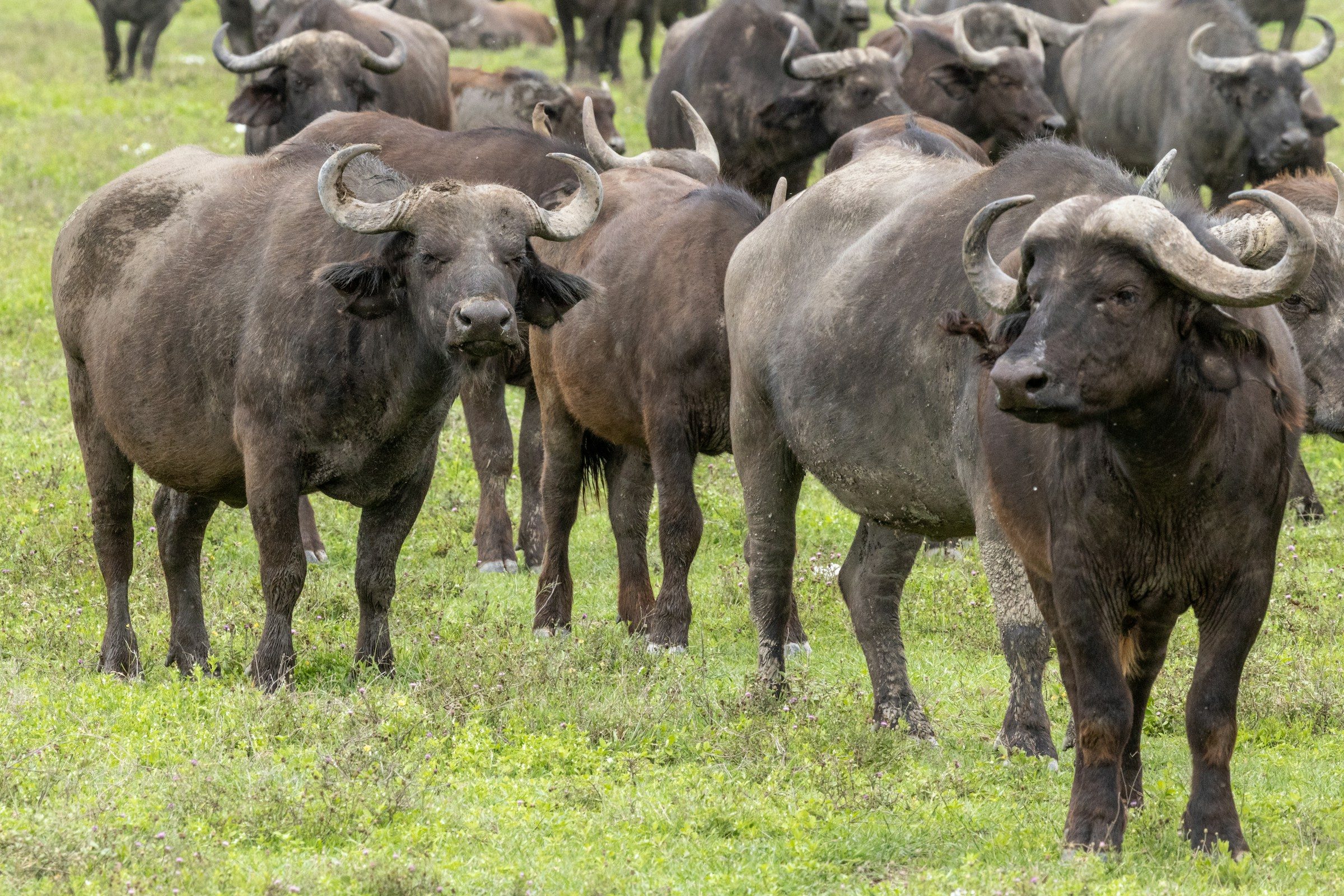 A herd of Cape buffalo on green grass
