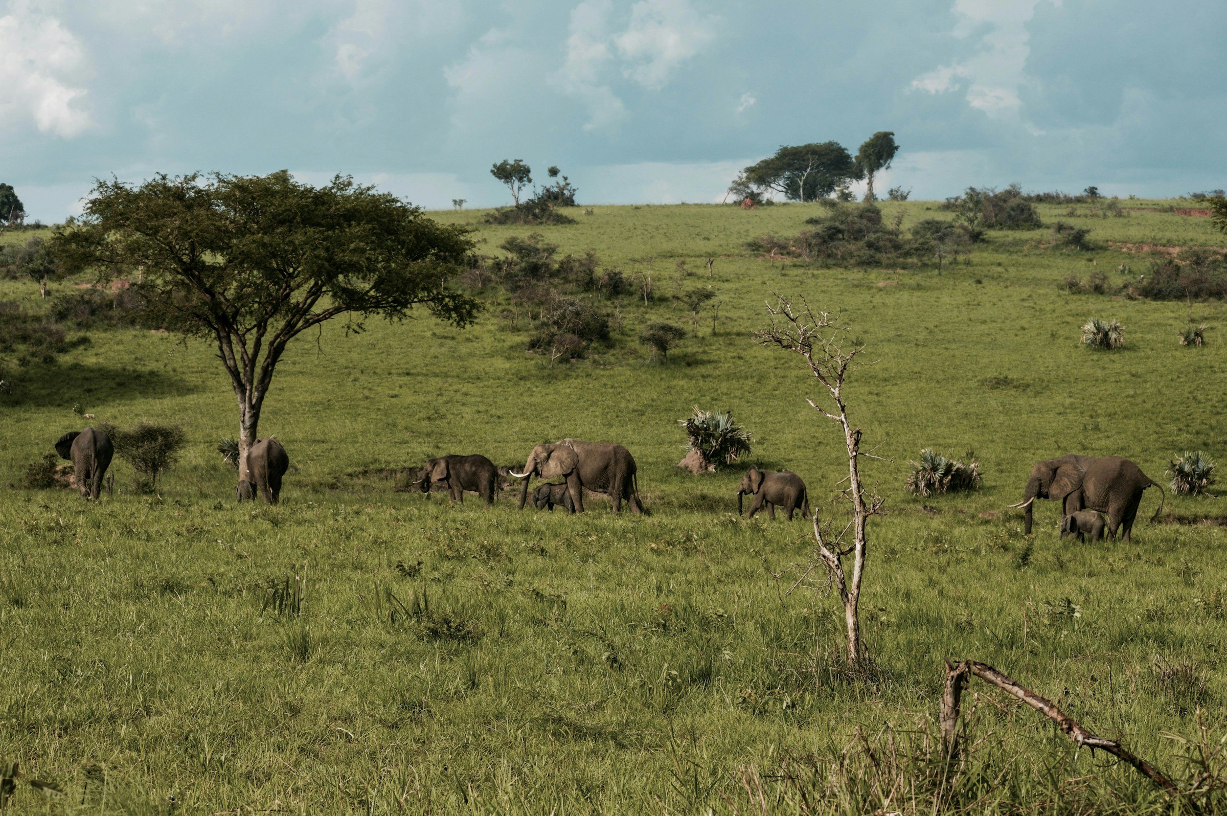 Elephants grazing among borassus palms and acacia, Murchison Falls National Park, Uganda