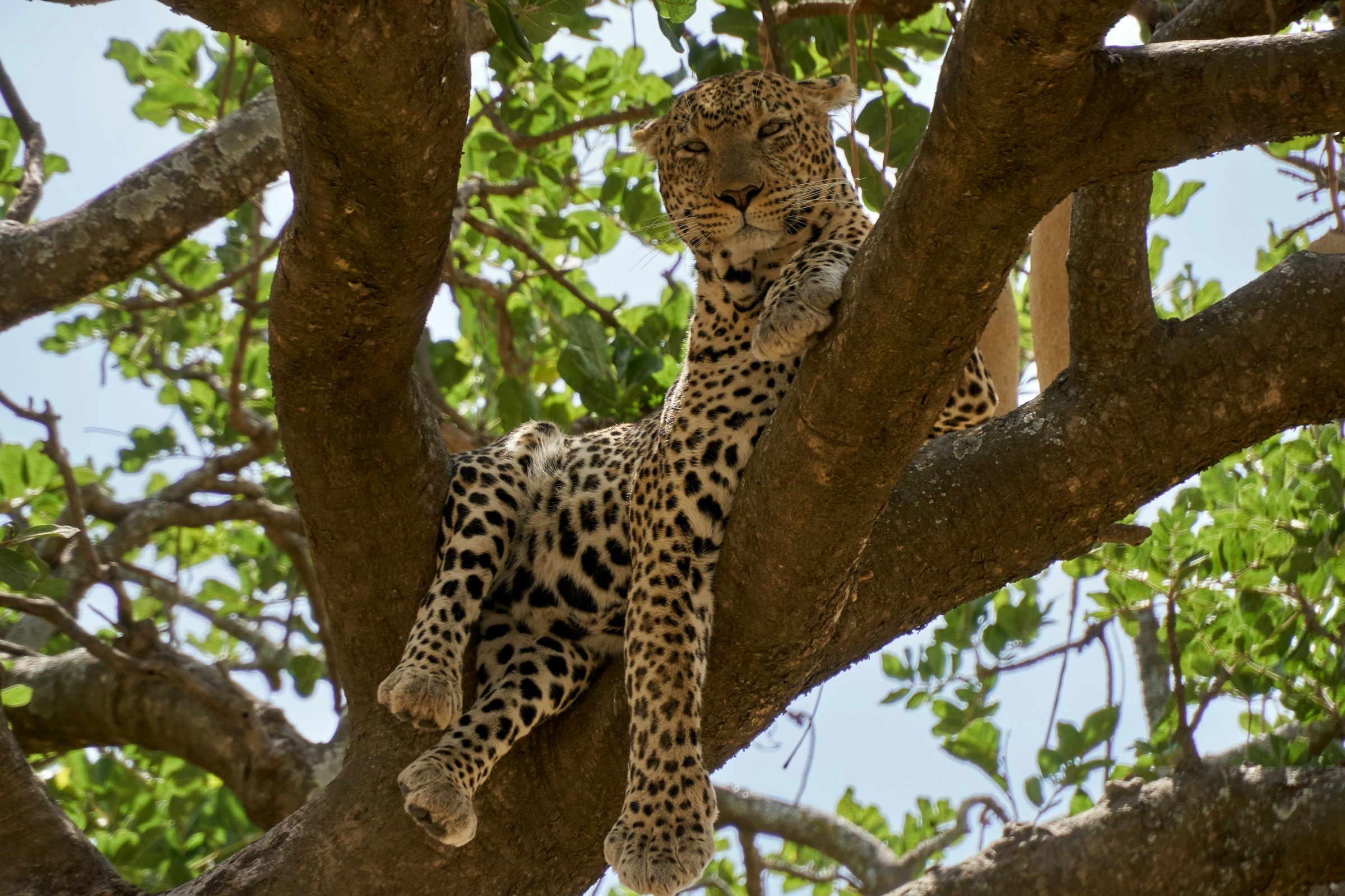 A leopard resting in the fork of a tree, Serengeti National Park, Tanzania