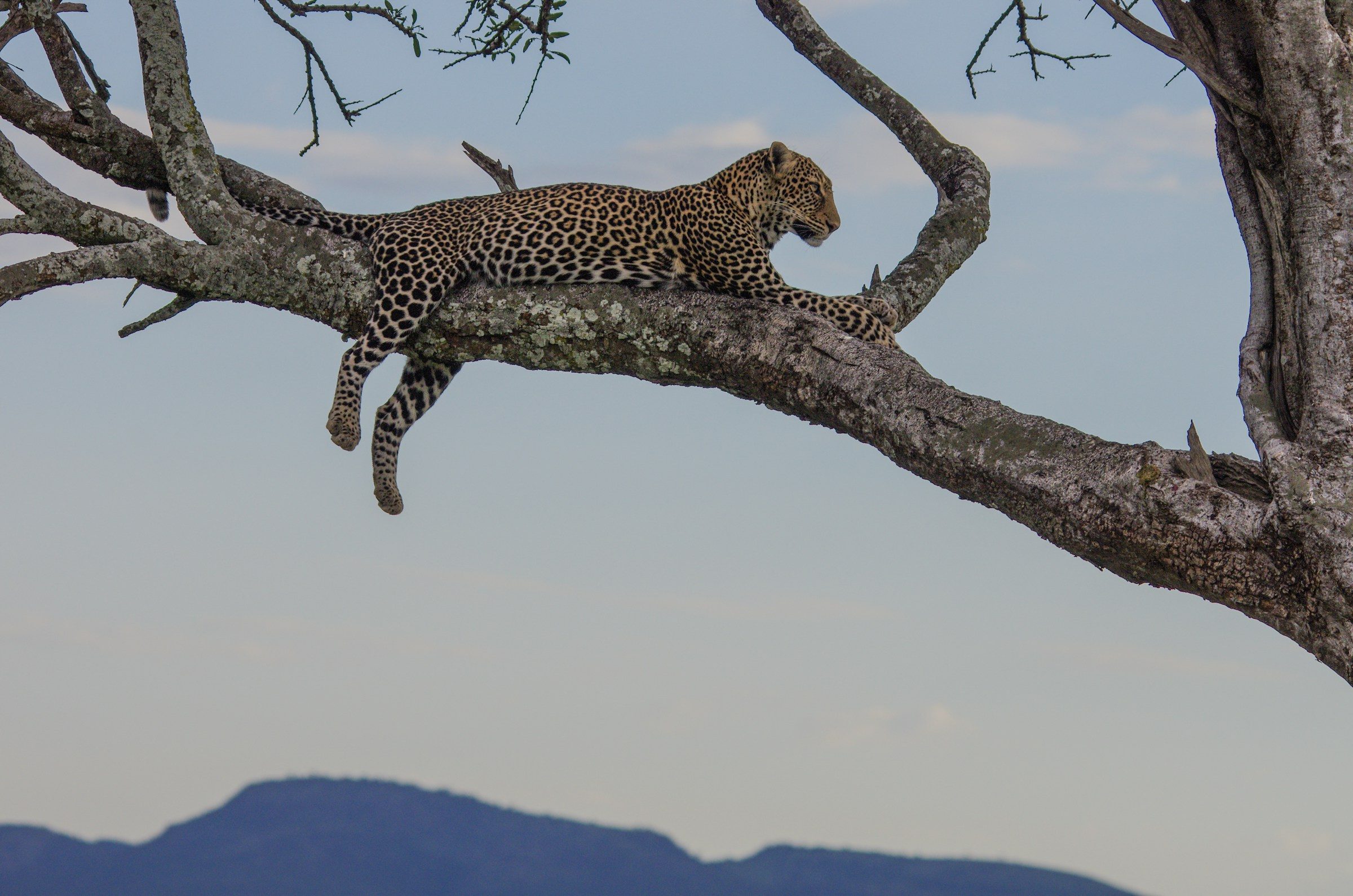 A leopard resting along a branch with hills behind, Kenya