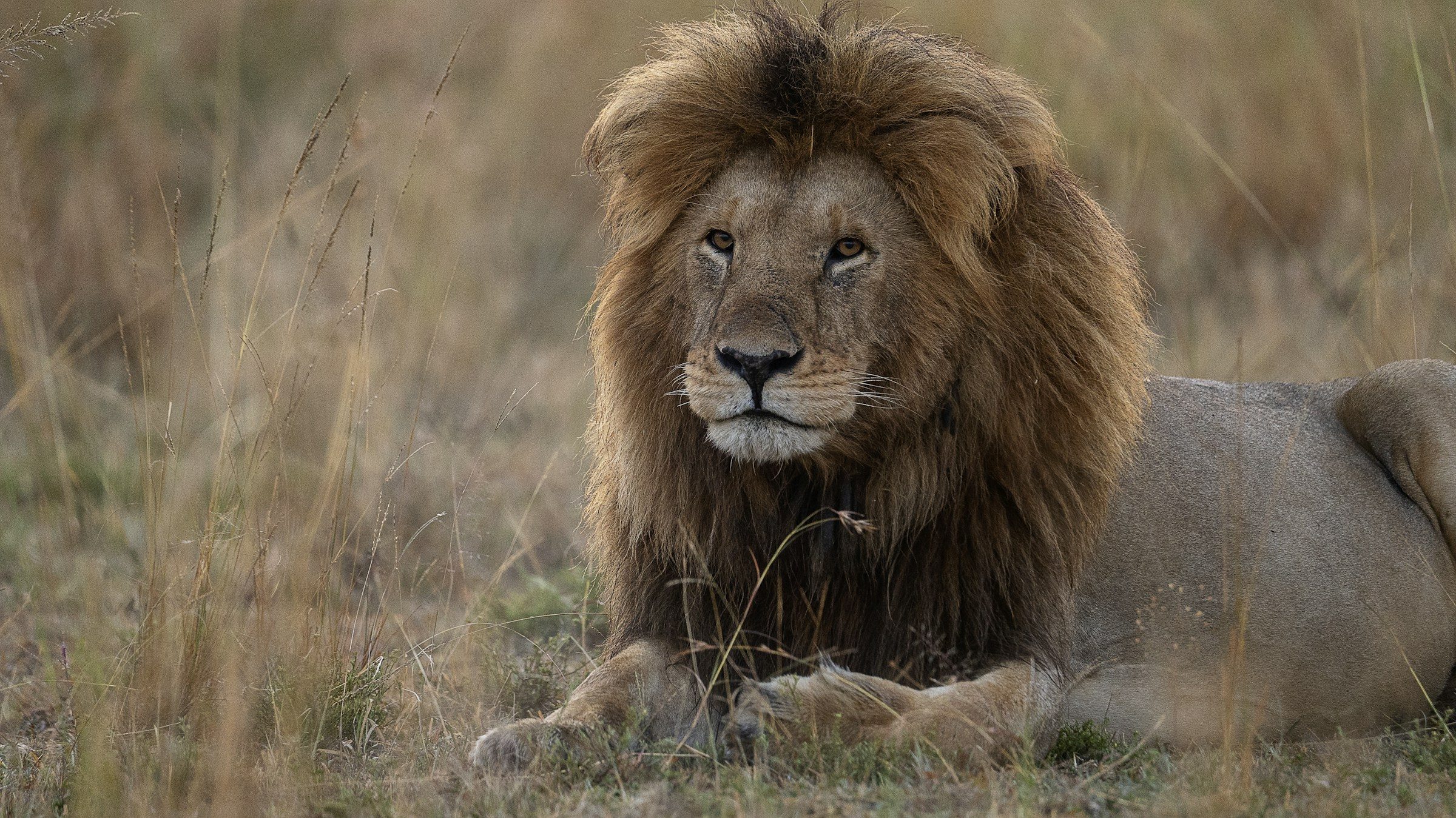A male lion lying in long grass, Maasai Mara, Kenya