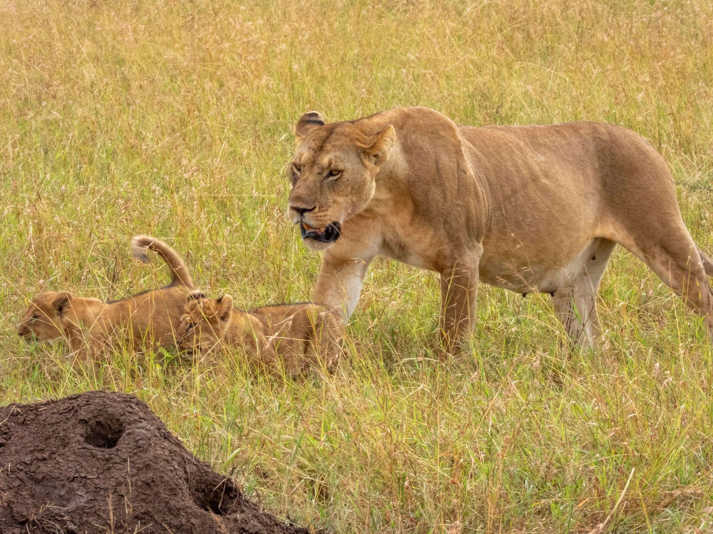 A lioness walking past two cubs in the grass, Serengeti, Tanzania
