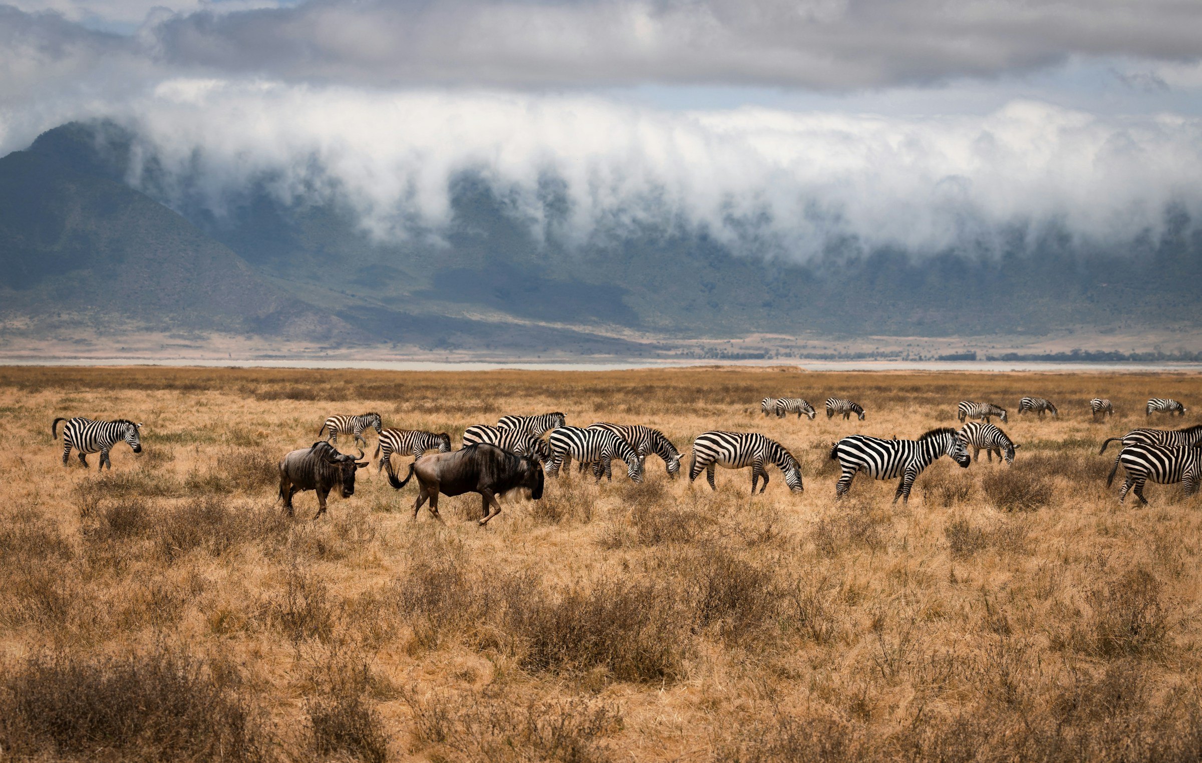 Zebra and wildebeest on the floor of Ngorongoro Crater, with cloud spilling over the crater rim, Tanzania