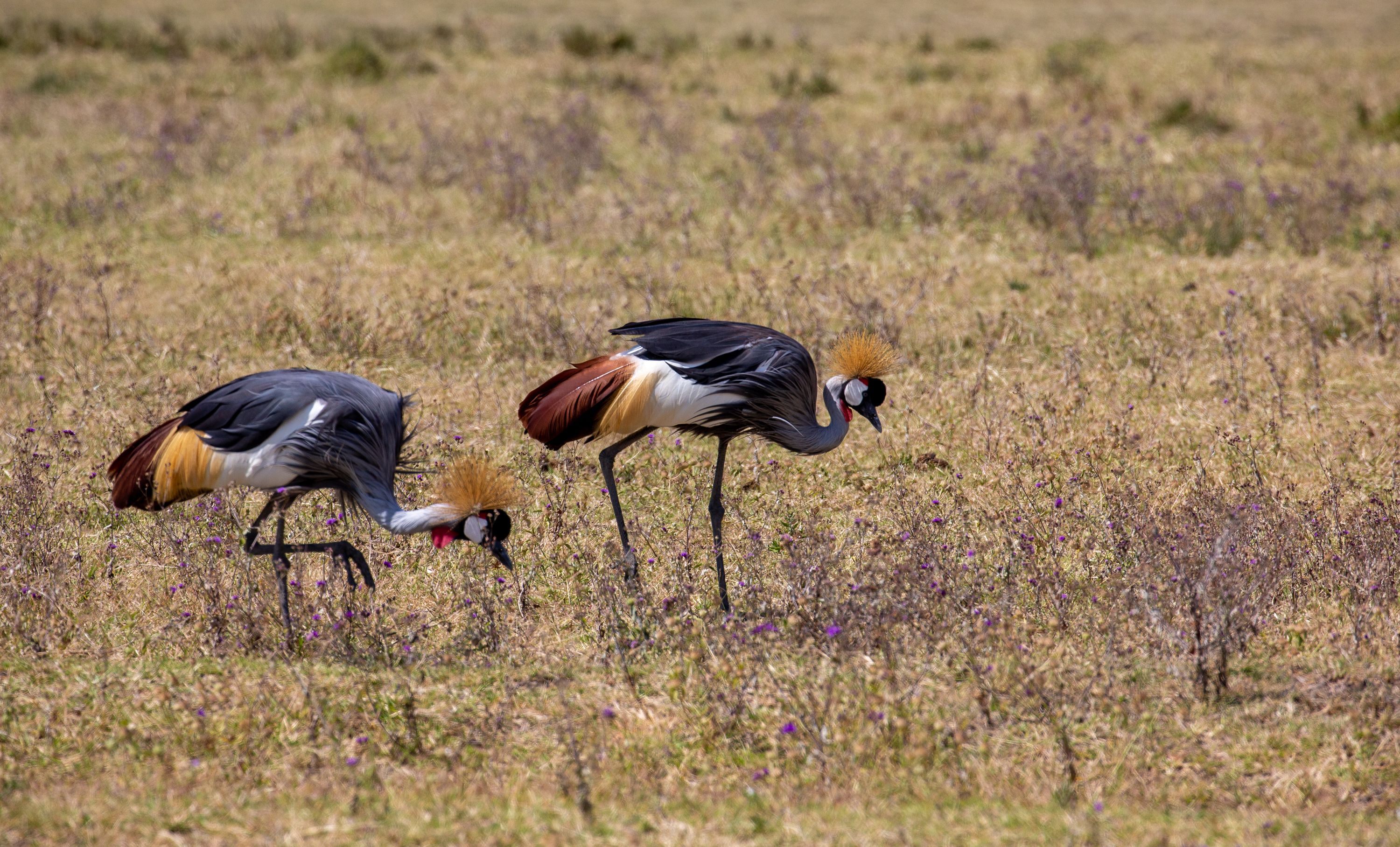 Two grey crowned cranes foraging in dry grassland