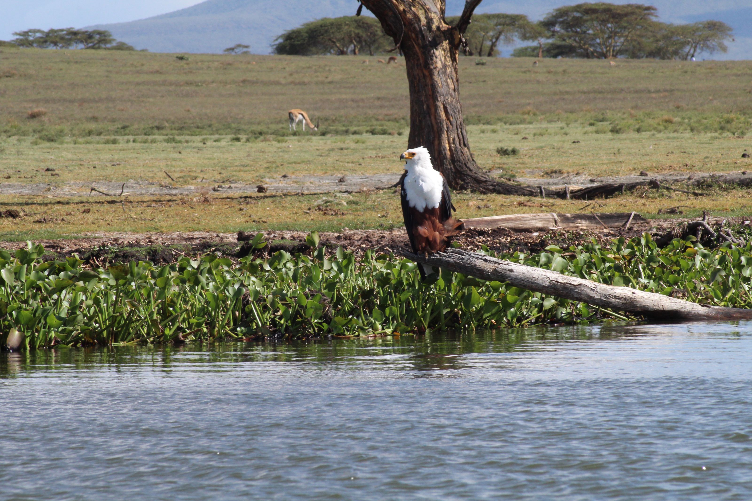 An African fish eagle perched on a fallen branch at the edge of a lake, acacia trees beyond