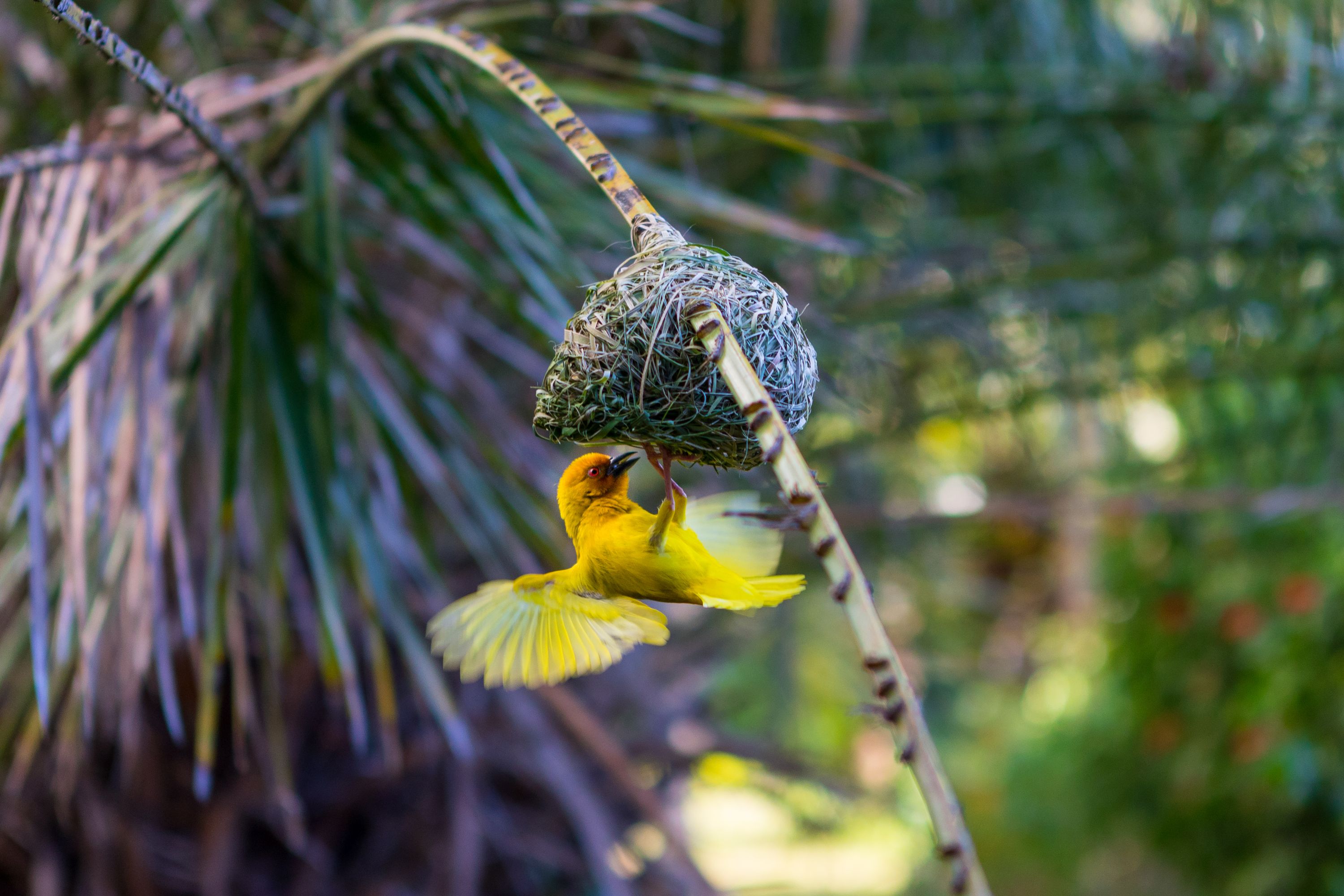 A golden weaver hanging from its woven nest