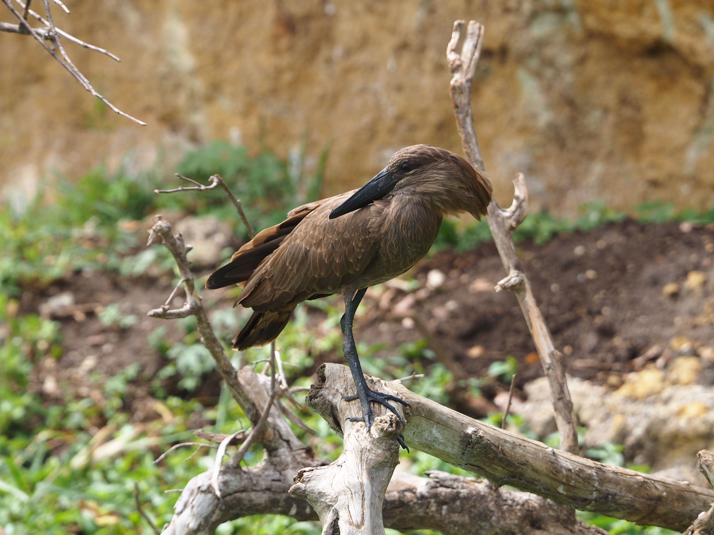 A hamerkop perched on a branch