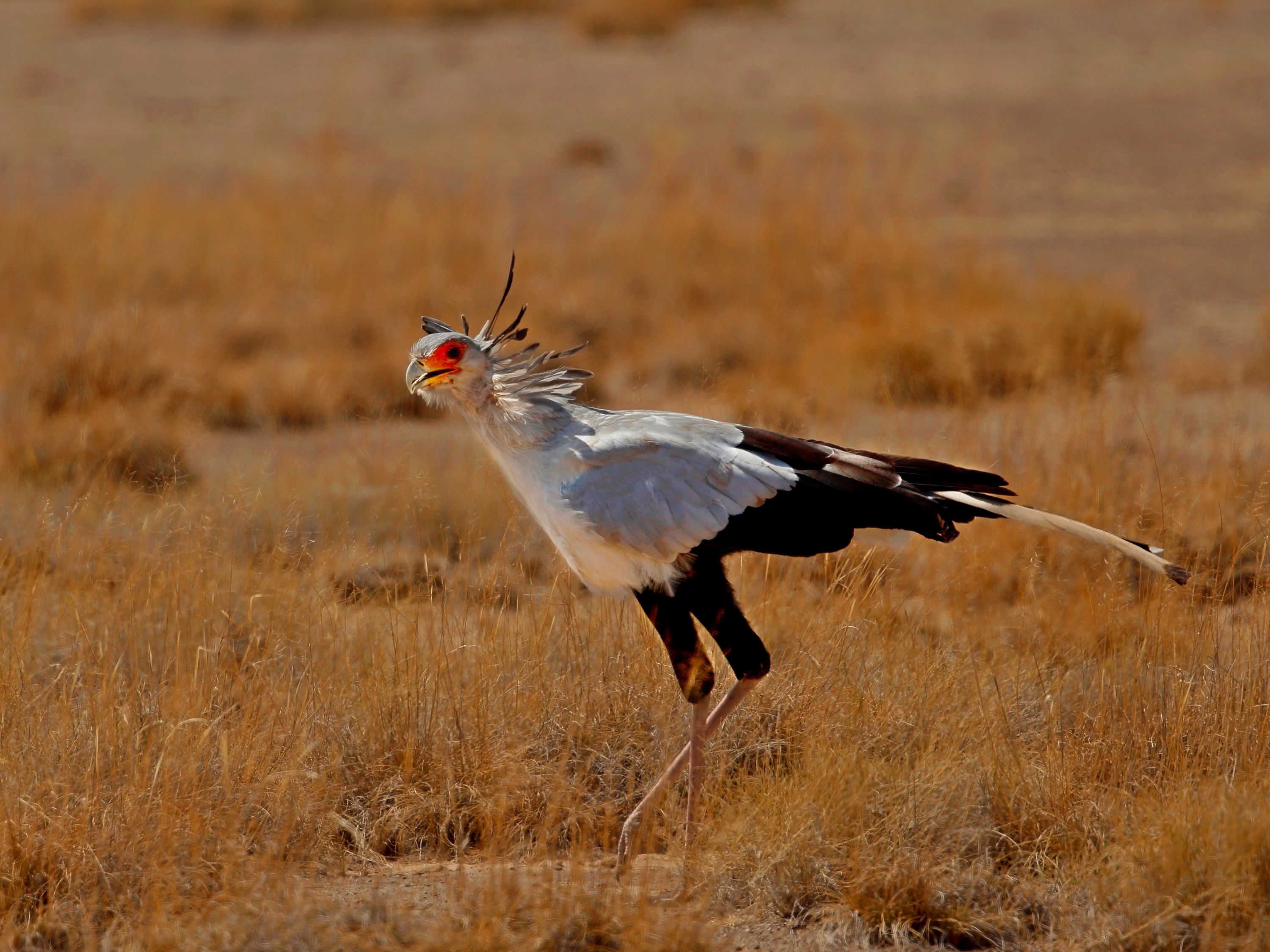A secretarybird walking through golden grass