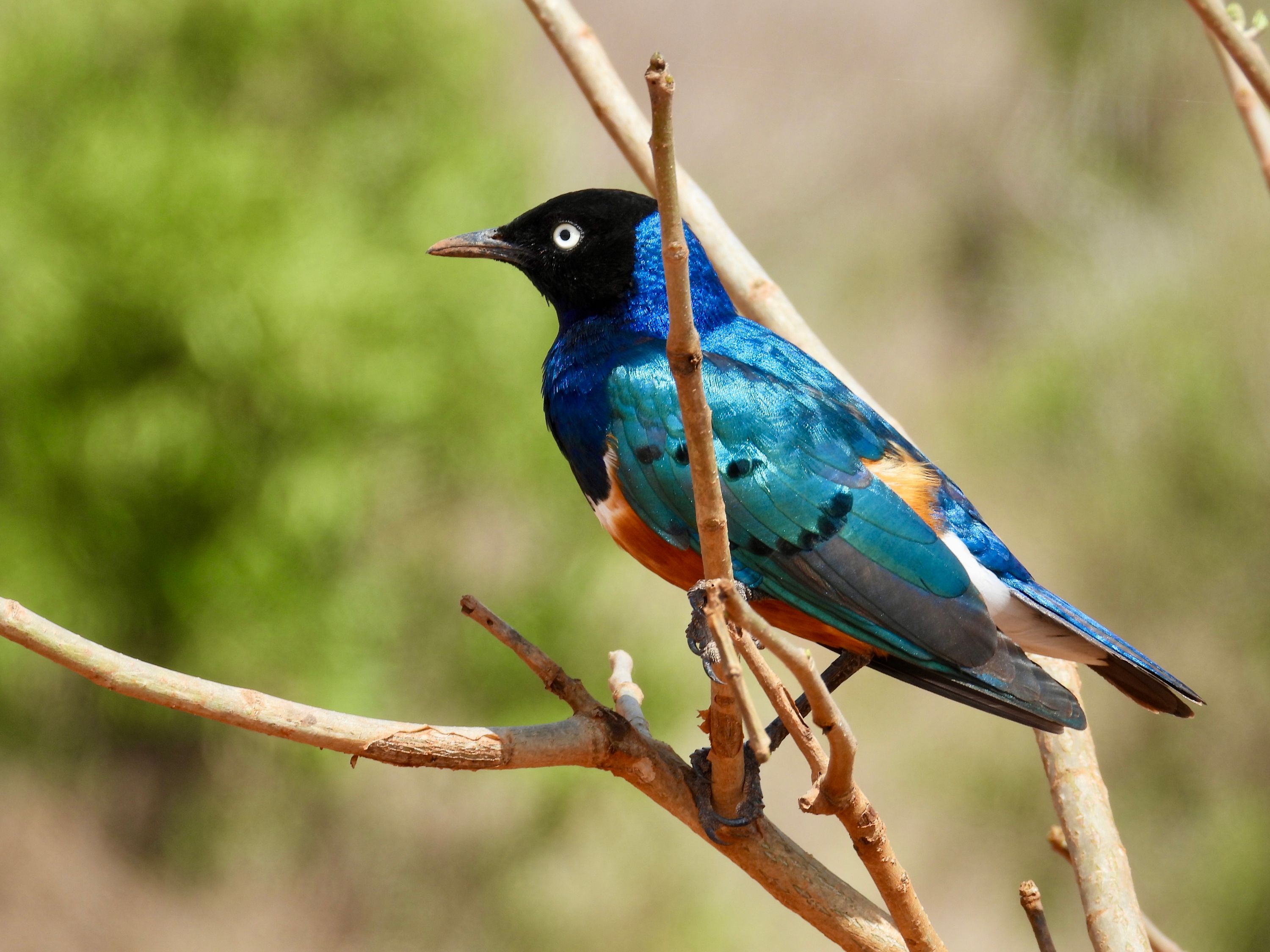 A superb starling perched on a branch