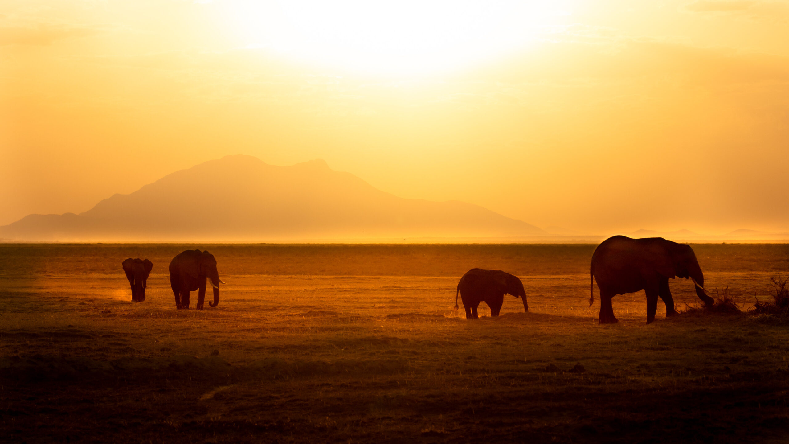 Elephants crossing the plain in golden light, Amboseli National Park, Kenya