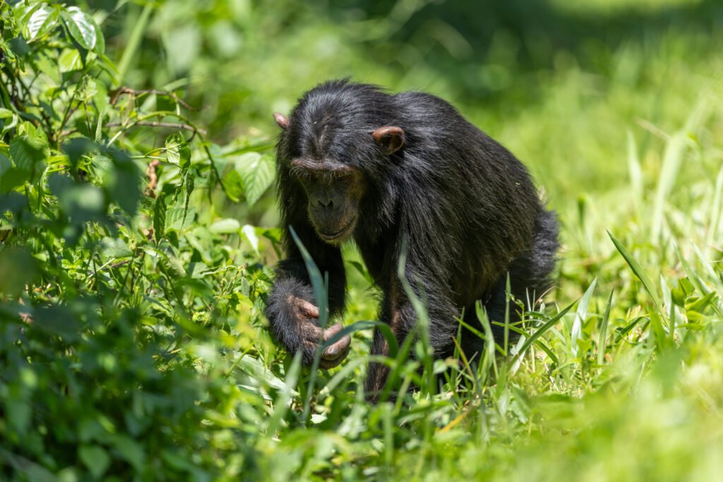 A chimpanzee walking through bright grass in Kibale, western Uganda. Licensed Adobe Stock 1158955065