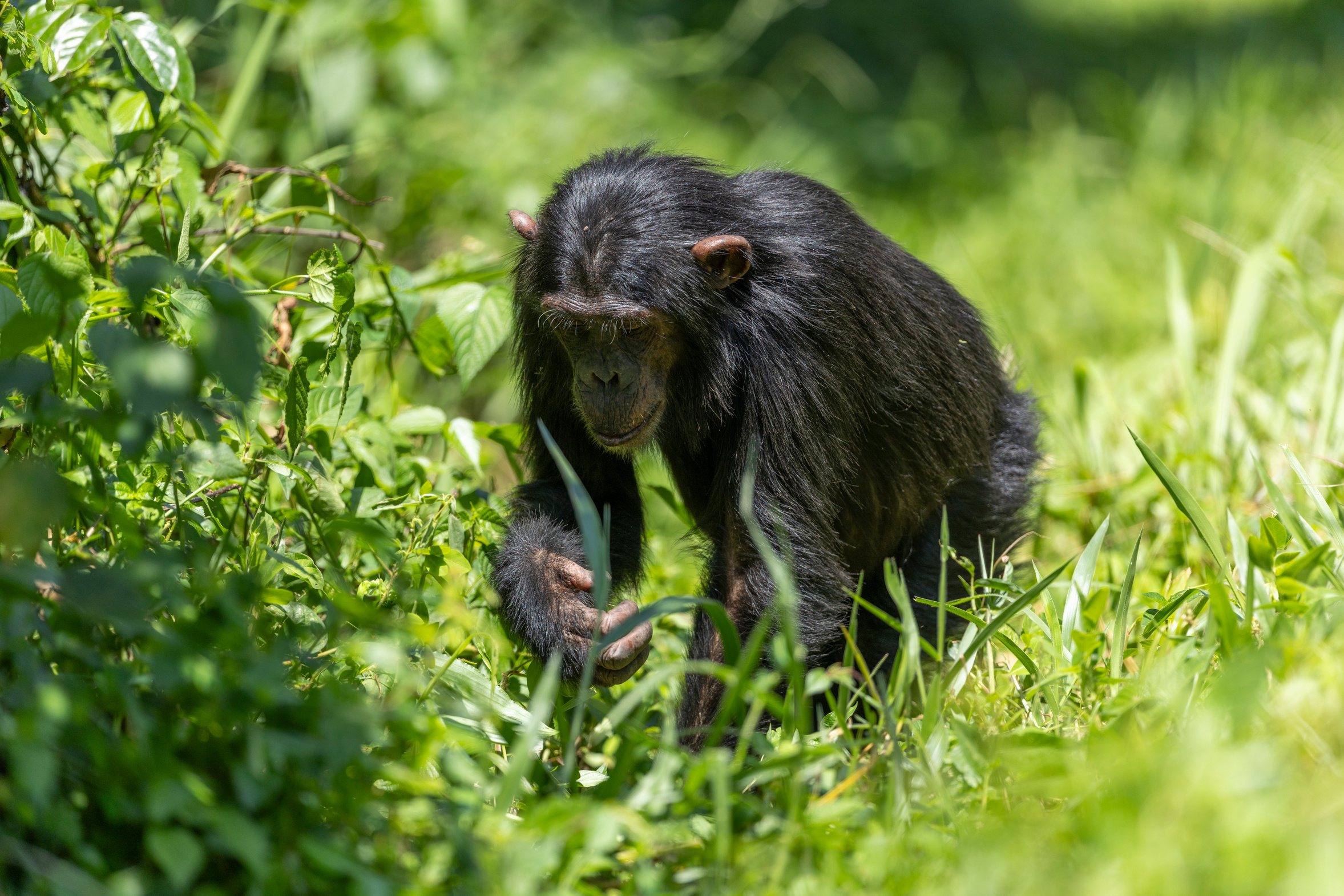 A chimpanzee walking through bright grass in Kibale Forest, Uganda