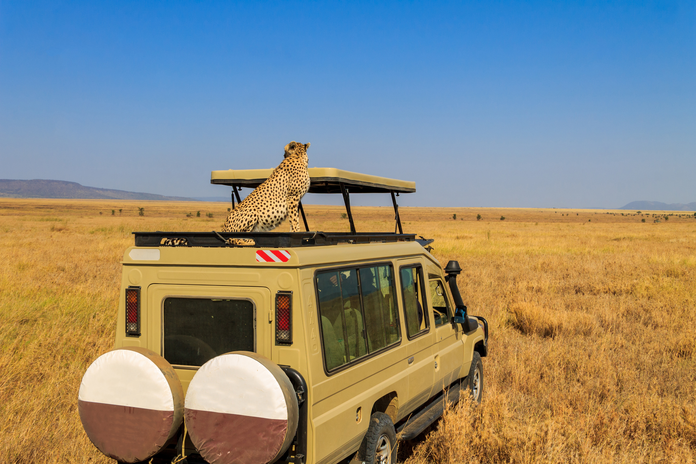 A cheetah resting on the roof of a safari vehicle on an open plain
