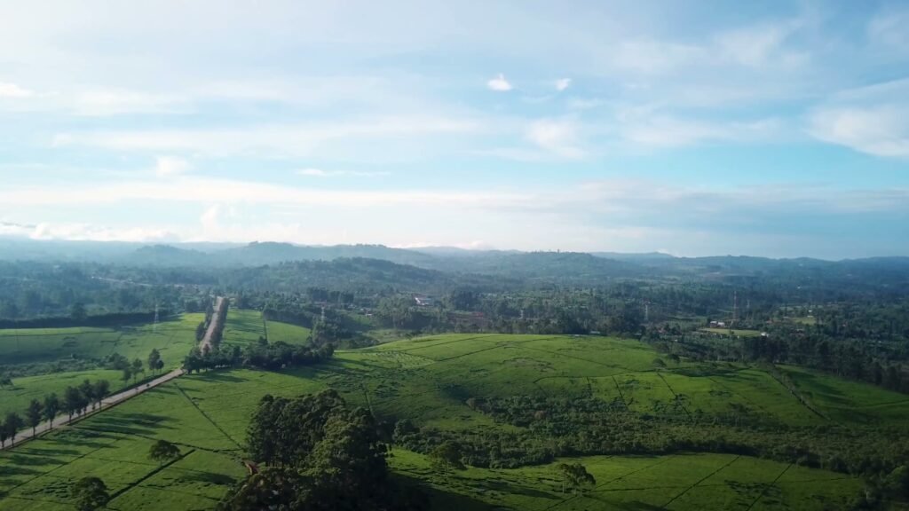 Tea plantations rolling to the horizon in the crater lake country south of Fort Portal