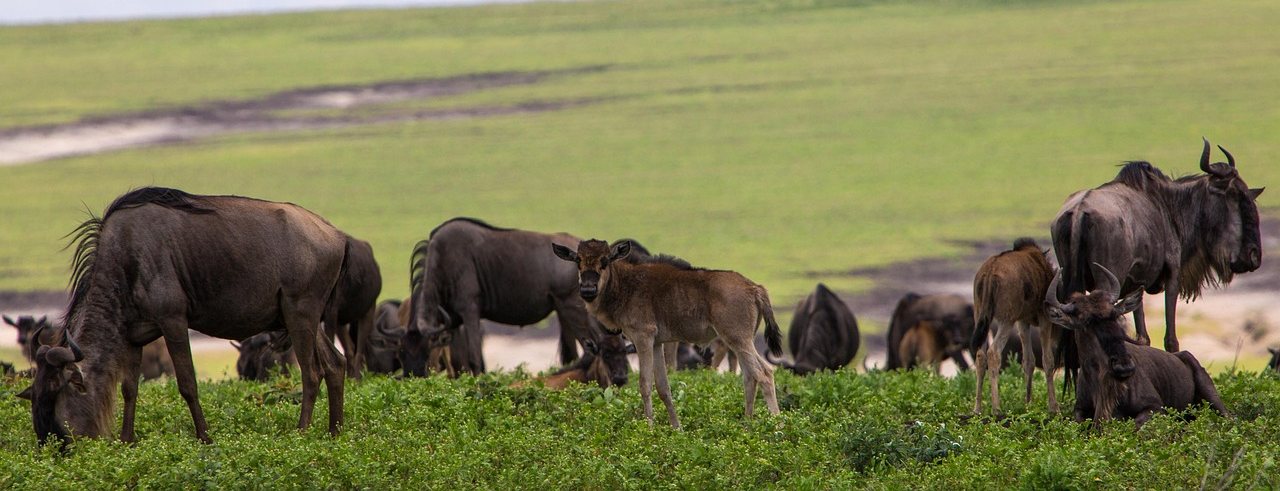 Wildebeest with young calves on green grass, Ngorongoro Conservation Area, Tanzania