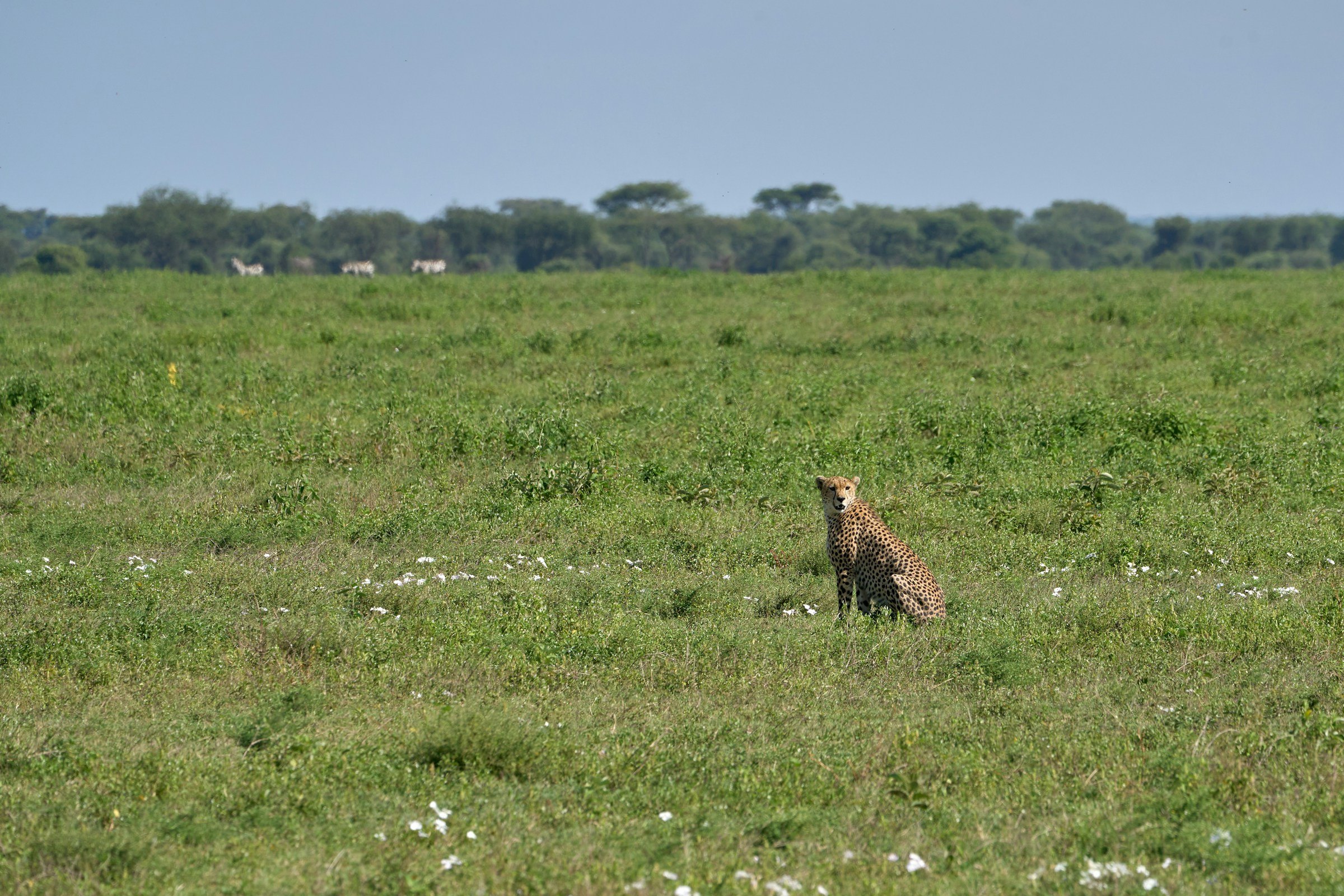 A cheetah sitting in green grass on the open plain at Ndutu, Tanzania