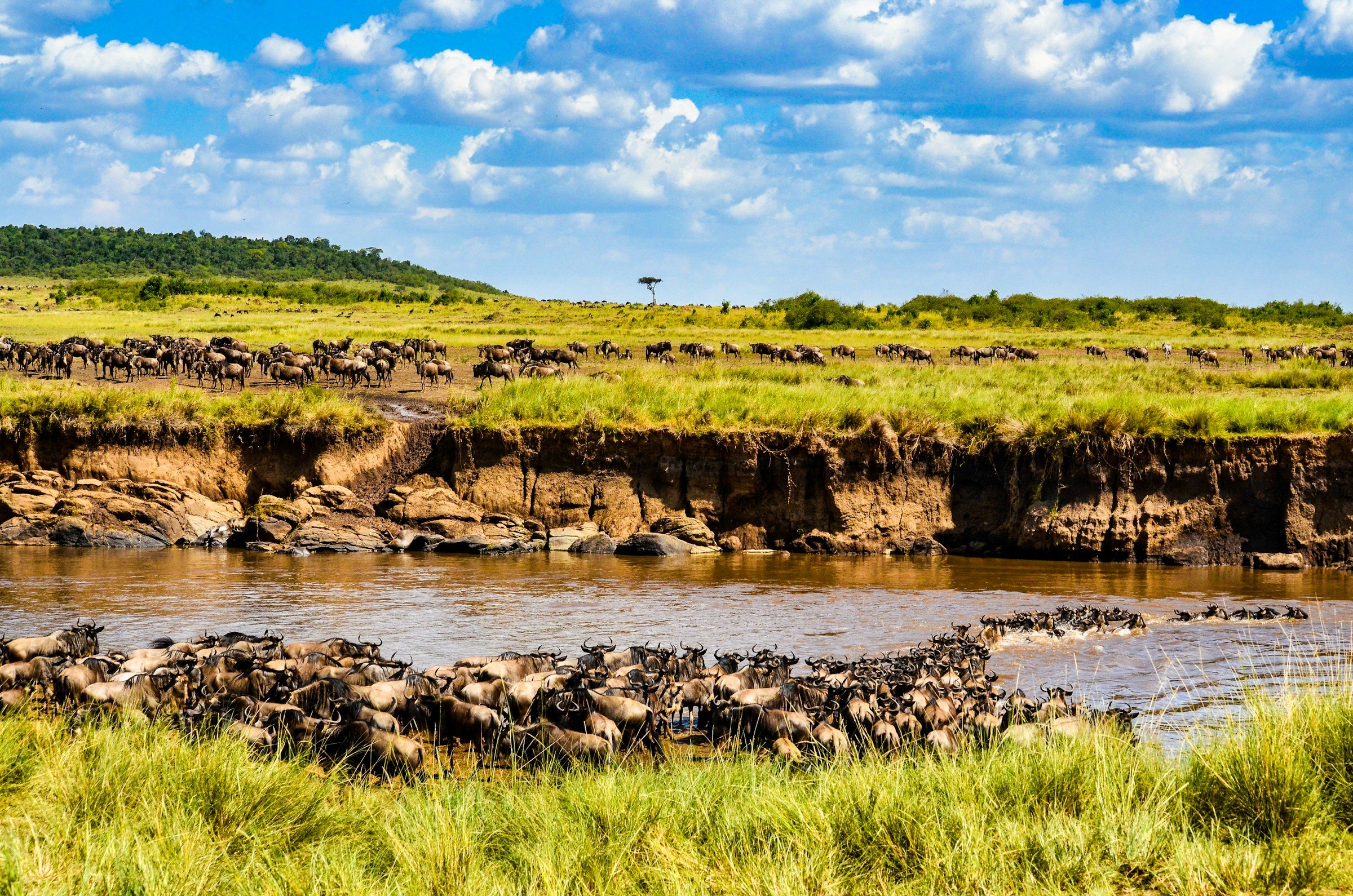 Wildebeest crowding a riverbank to cross under a blue sky, Maasai Mara, Kenya