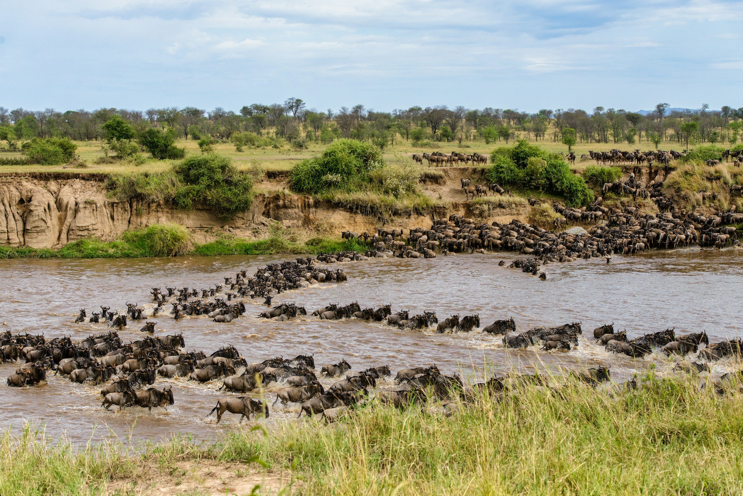 Long lines of wildebeest crossing a river below a high bank, Tanzania