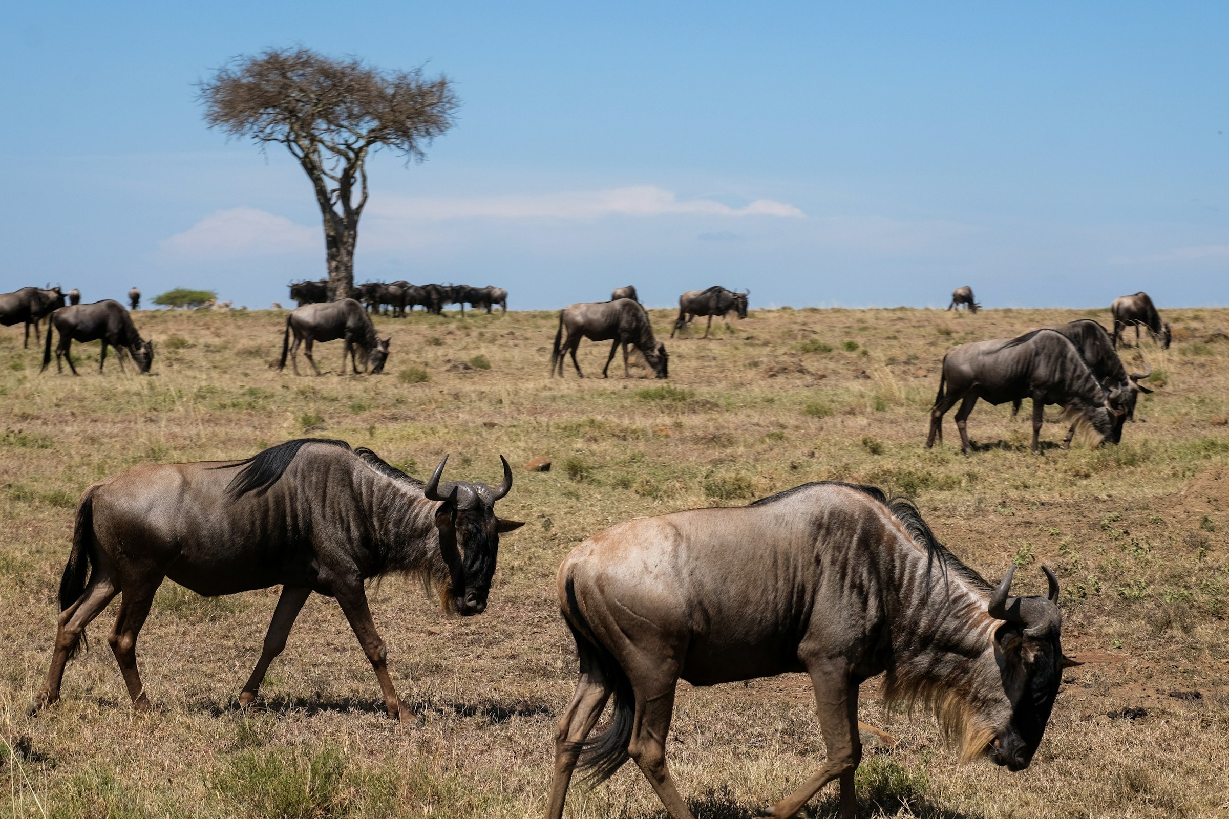 Wildebeest grazing below a lone acacia, Naboisho Conservancy beside the Maasai Mara, Kenya