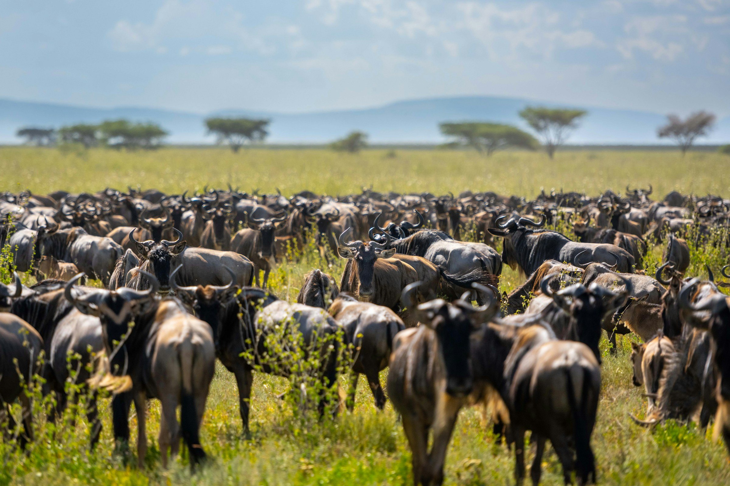 A large wildebeest herd on green plains with acacia and hills behind, Serengeti National Park, Tanzania