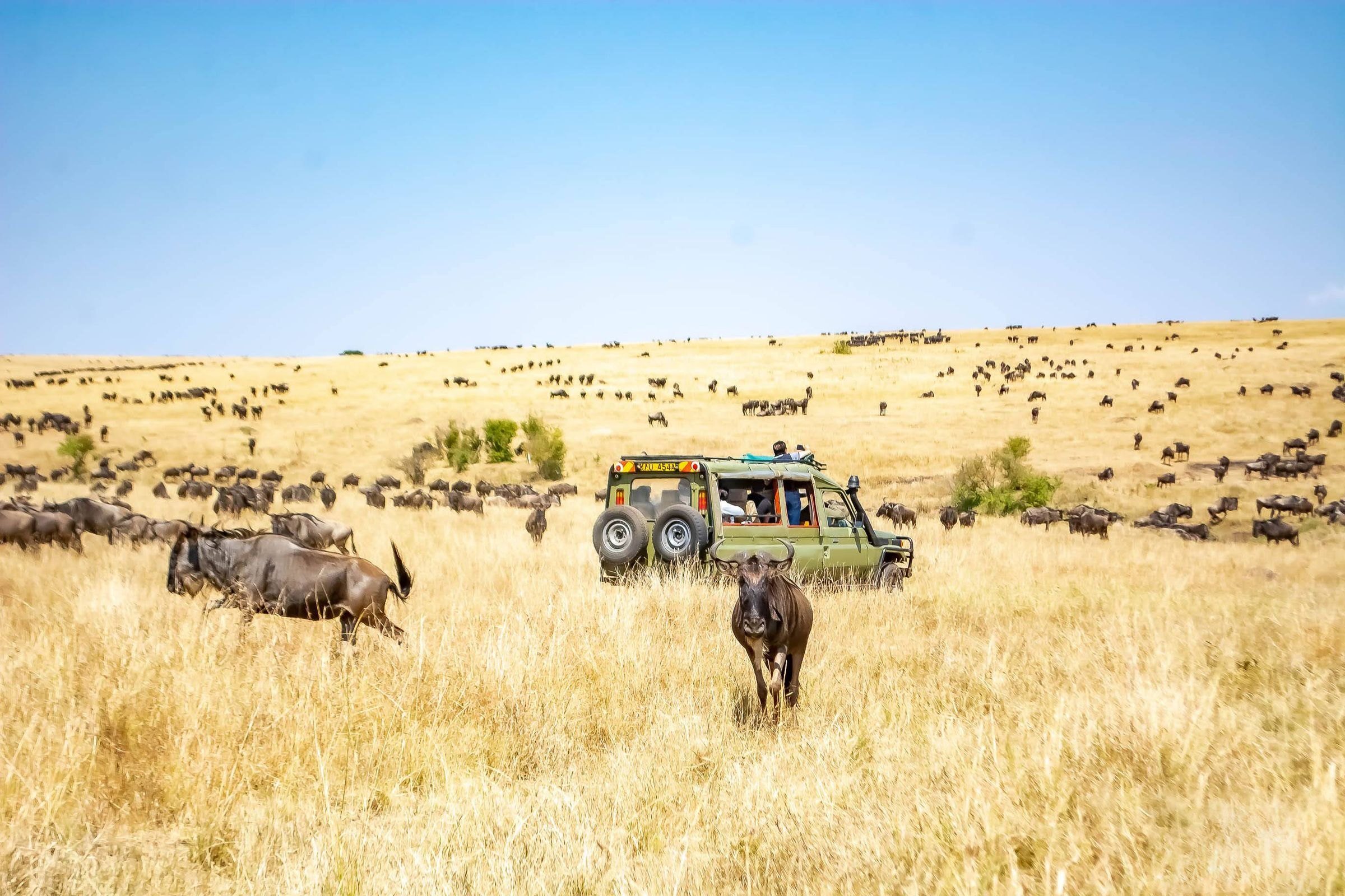 Travellers looking out through the open roof of a safari vehicle among wildebeest, Maasai Mara, Kenya