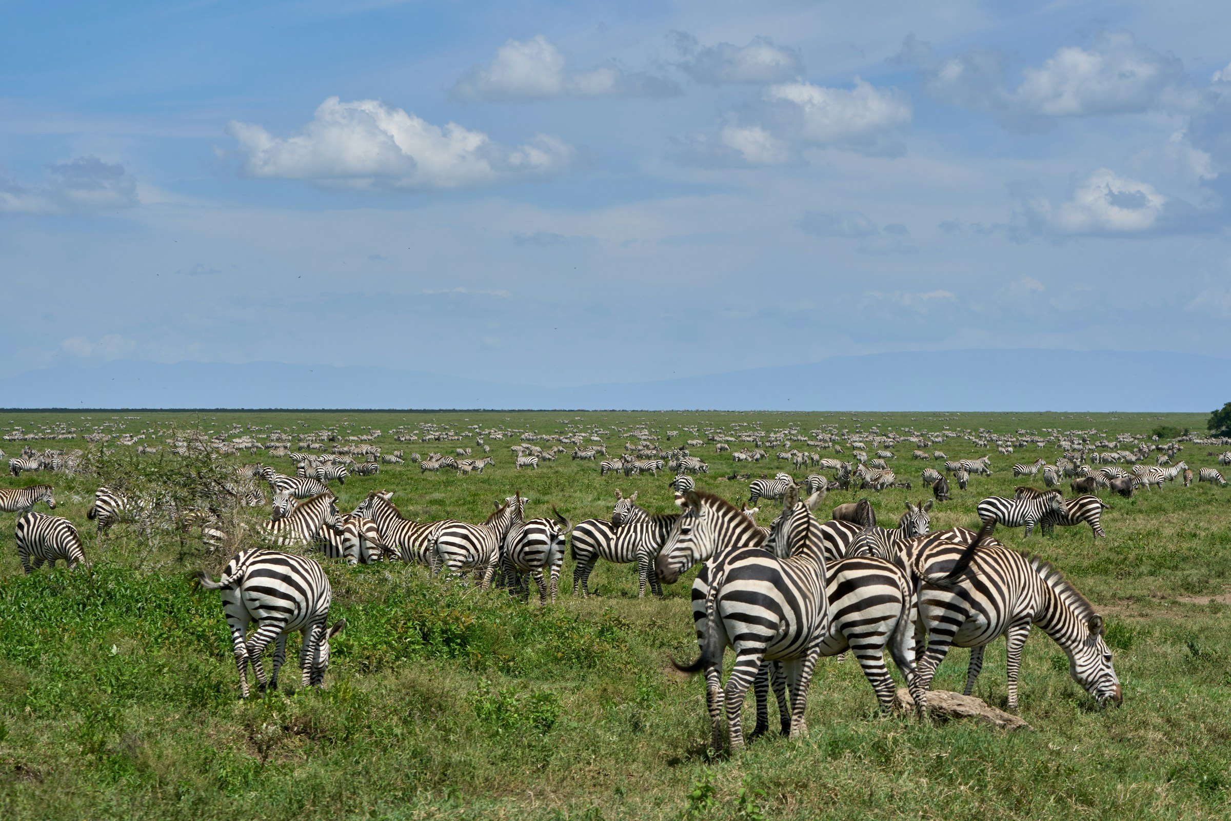 A large zebra herd grazing on green plains under a blue sky, Ngorongoro, Tanzania