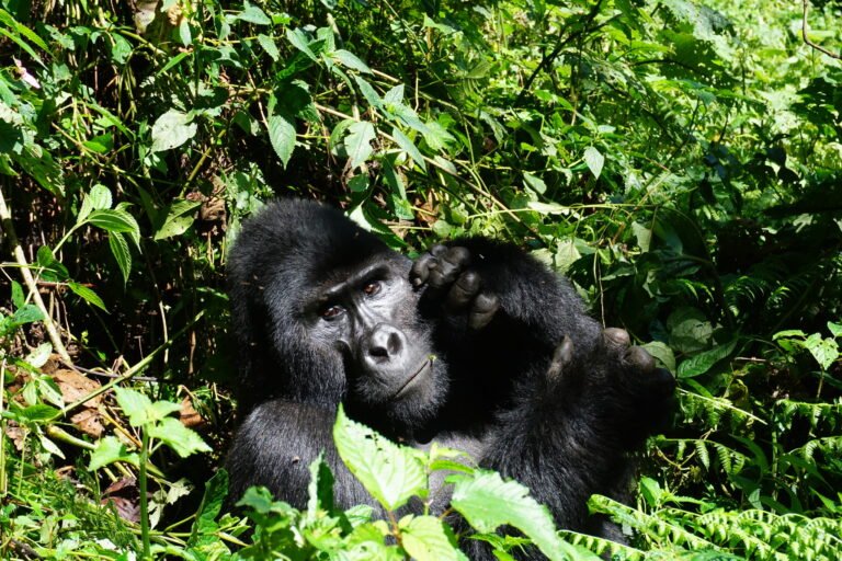 A silverback mountain gorilla in Bwindi Impenetrable Forest, Uganda