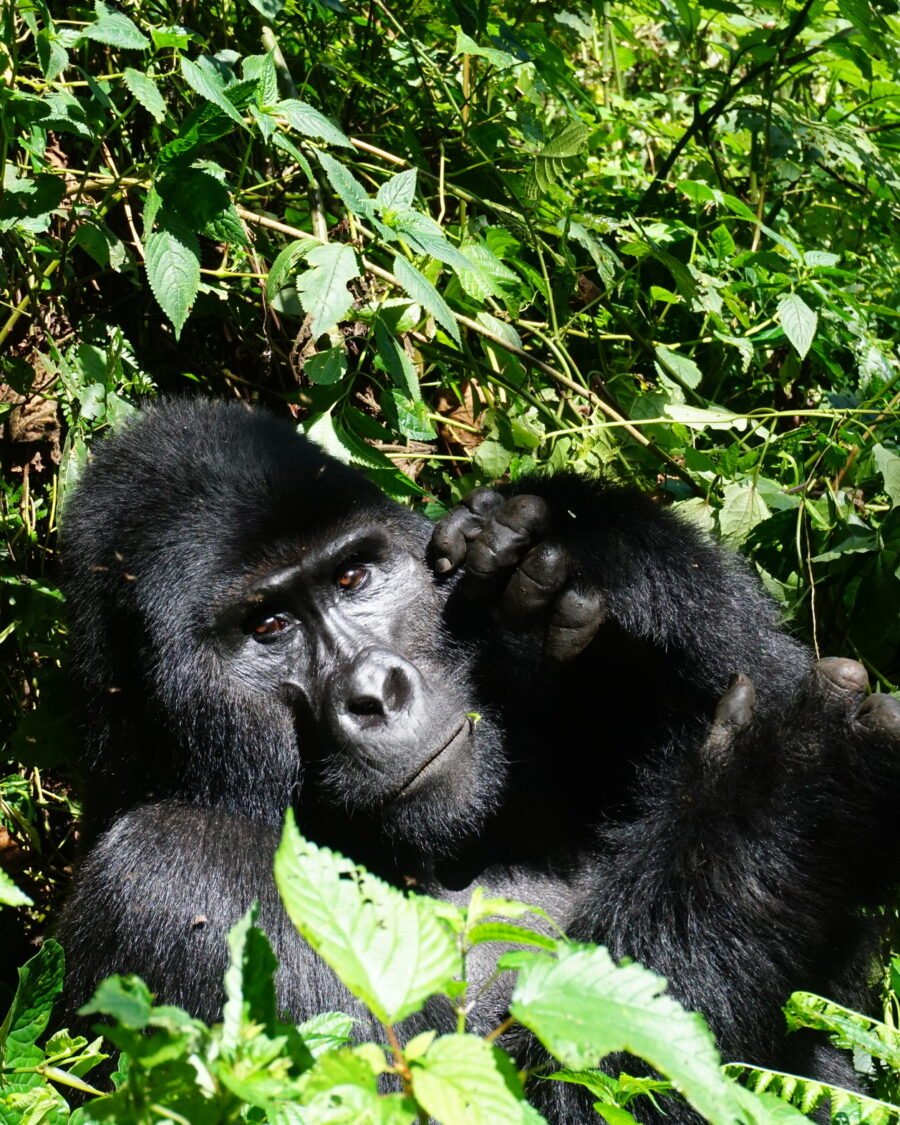A silverback mountain gorilla making eye contact in Bwindi Impenetrable Forest, Uganda. Licensed Adobe Stock 477768704