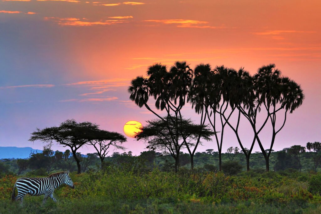 Doum palms and zebra silhouetted against a sunrise in Samburu, northern Kenya. Licensed Adobe Stock 361631445