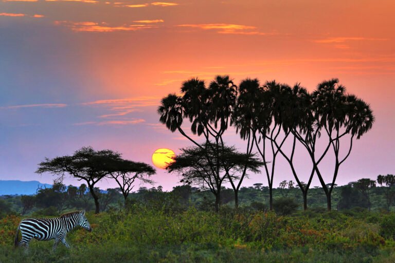 Doum palms against a sunrise in Samburu, northern Kenya