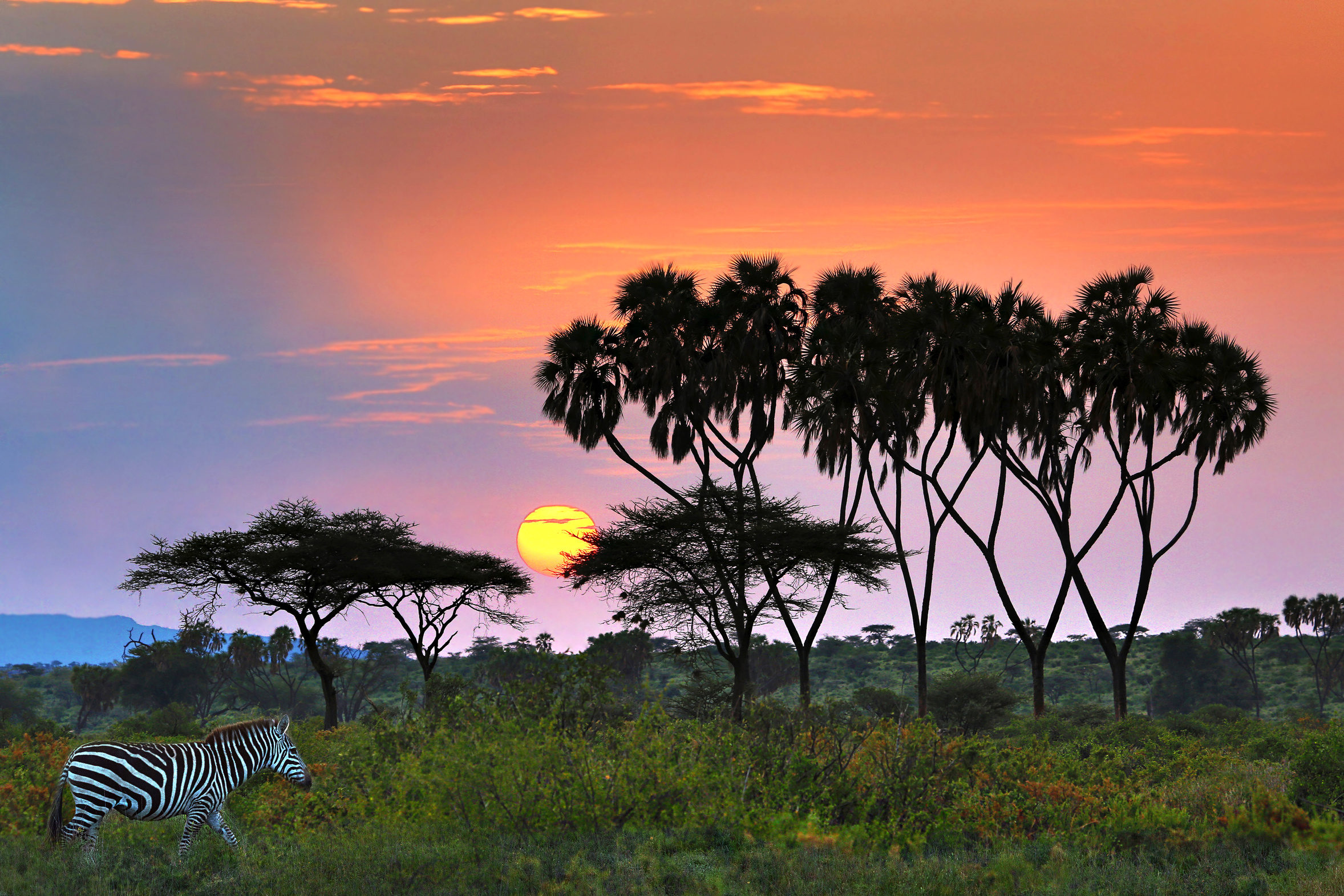 Doum palms and zebra silhouetted against a sunrise