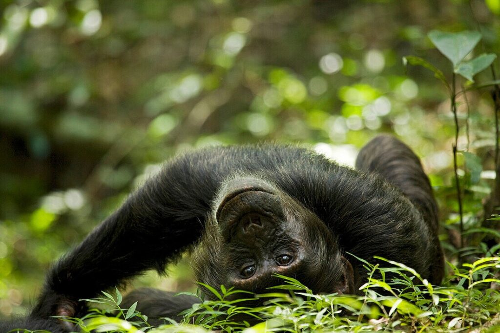 A chimpanzee lying on the forest floor among green leaves, Kibale Forest, Uganda